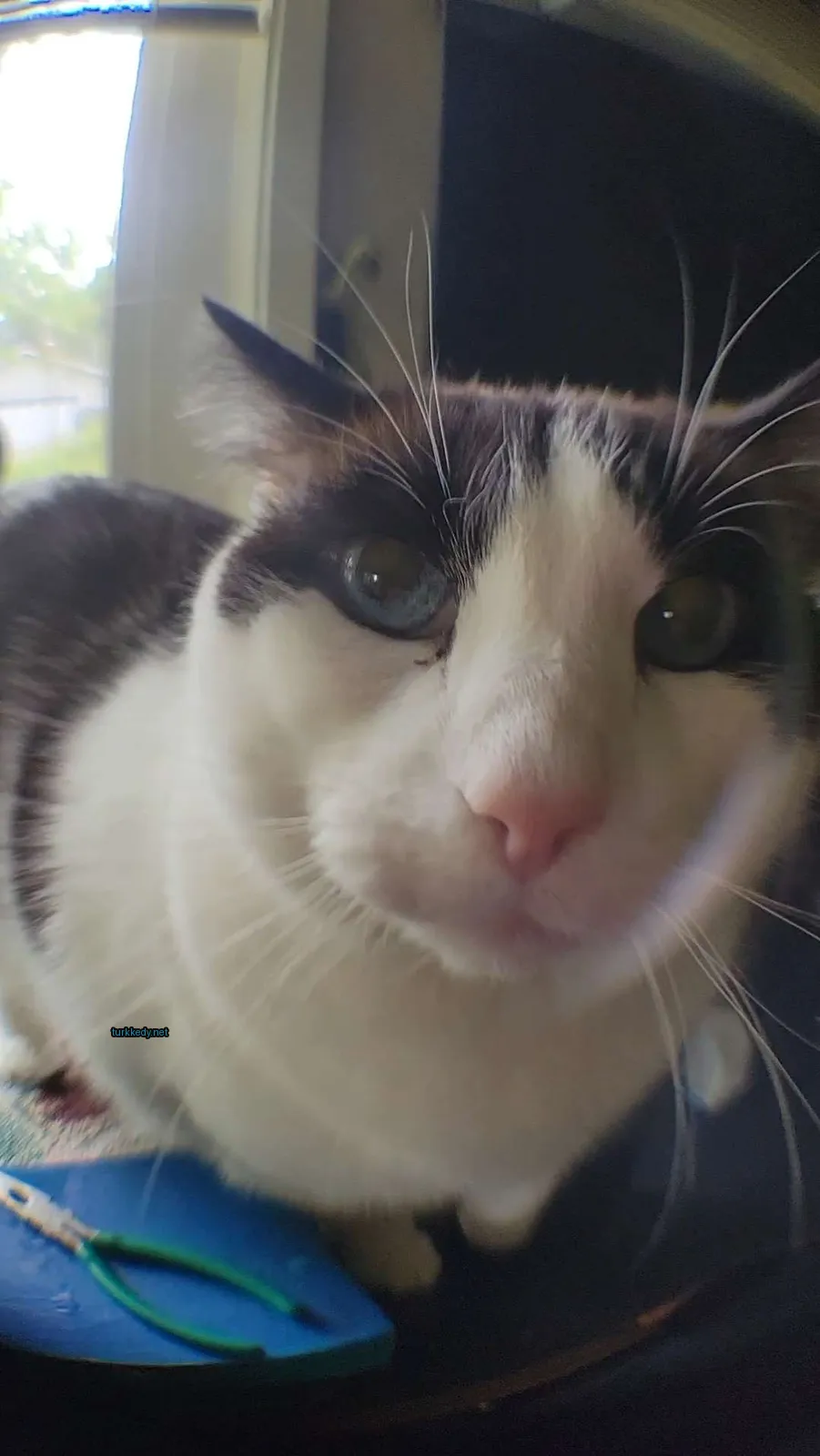 Siyah ve beyaz bir kedi pencerede oturan beyaz burnuyla pembe gözleriyle.