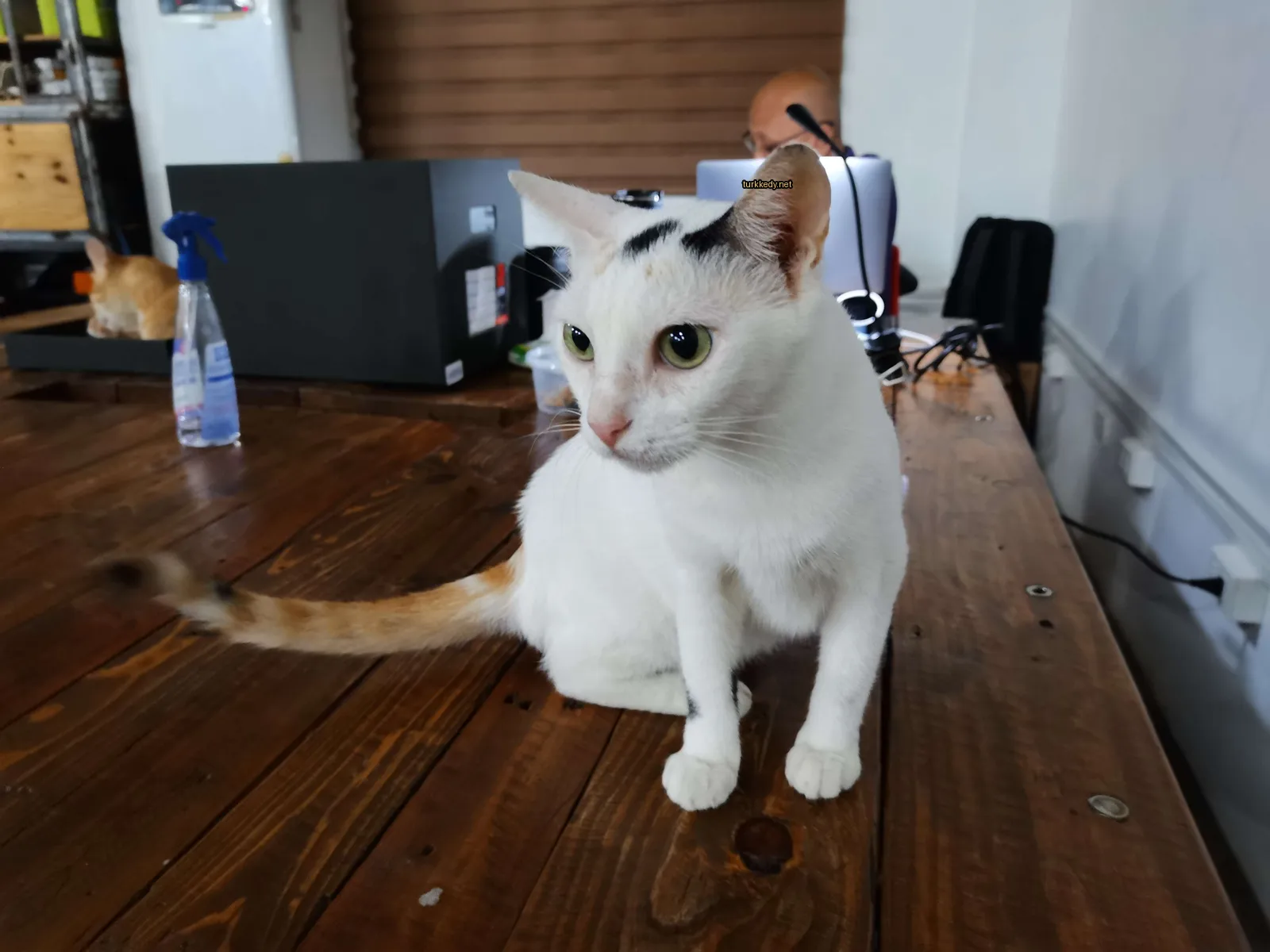 Beyaz ve turuncu bir kedi, bir ahşap masa üzerinde oturuyor.