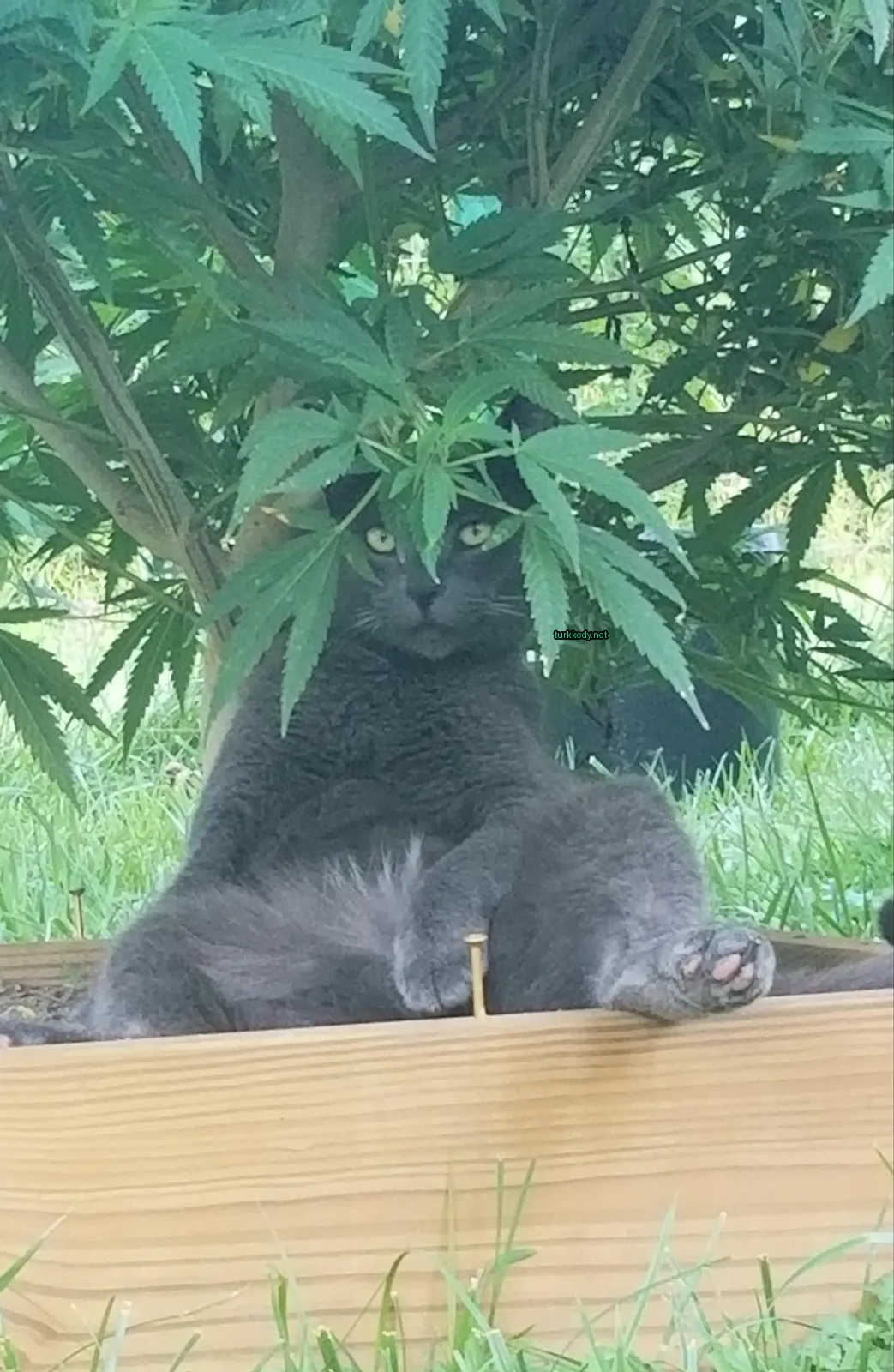 Gri bir kedi, siyah yüzü ve sarı gözleri ile bahçede bir bitki arkasında oturmaktadır.