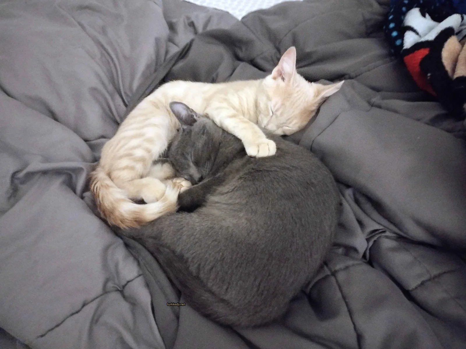 Gri ve beyaz bir kedi yatan diğer bir kediyle yan yana uzanmış.