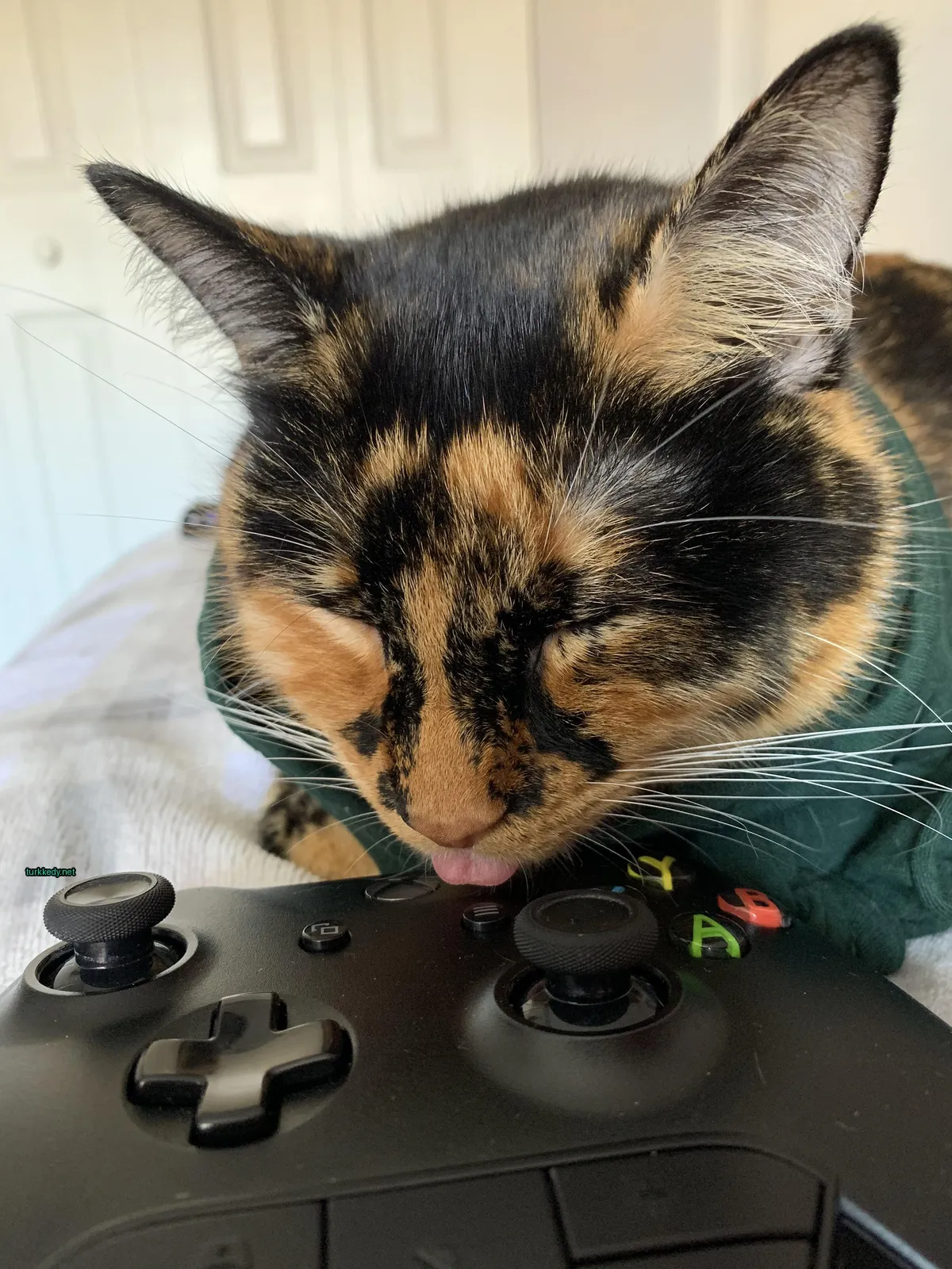 Yeşil gömlekle bir kedi, siyah ve yeşil bir video oyun kontrolünü yalarken.