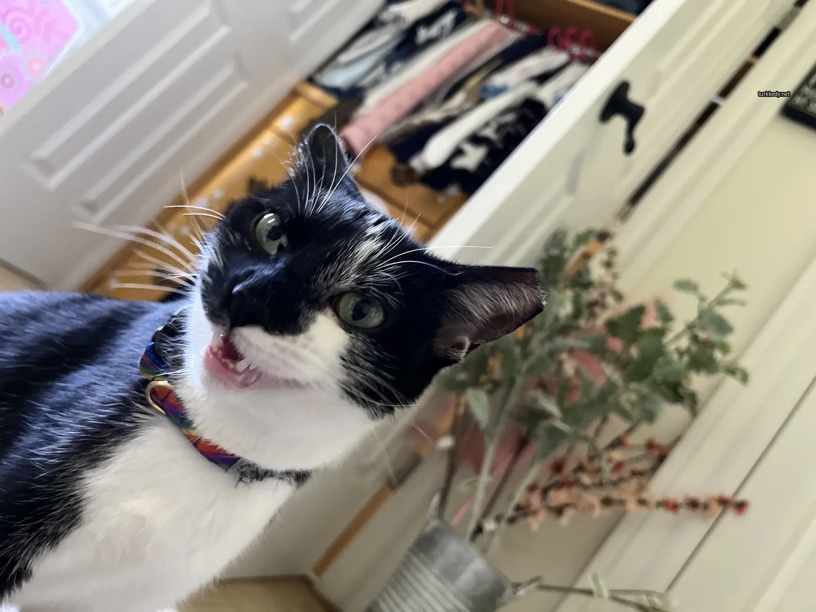 Siyah bir kedi kırmızı bir kemer takılı, bir dolabın önünde oturuyor.