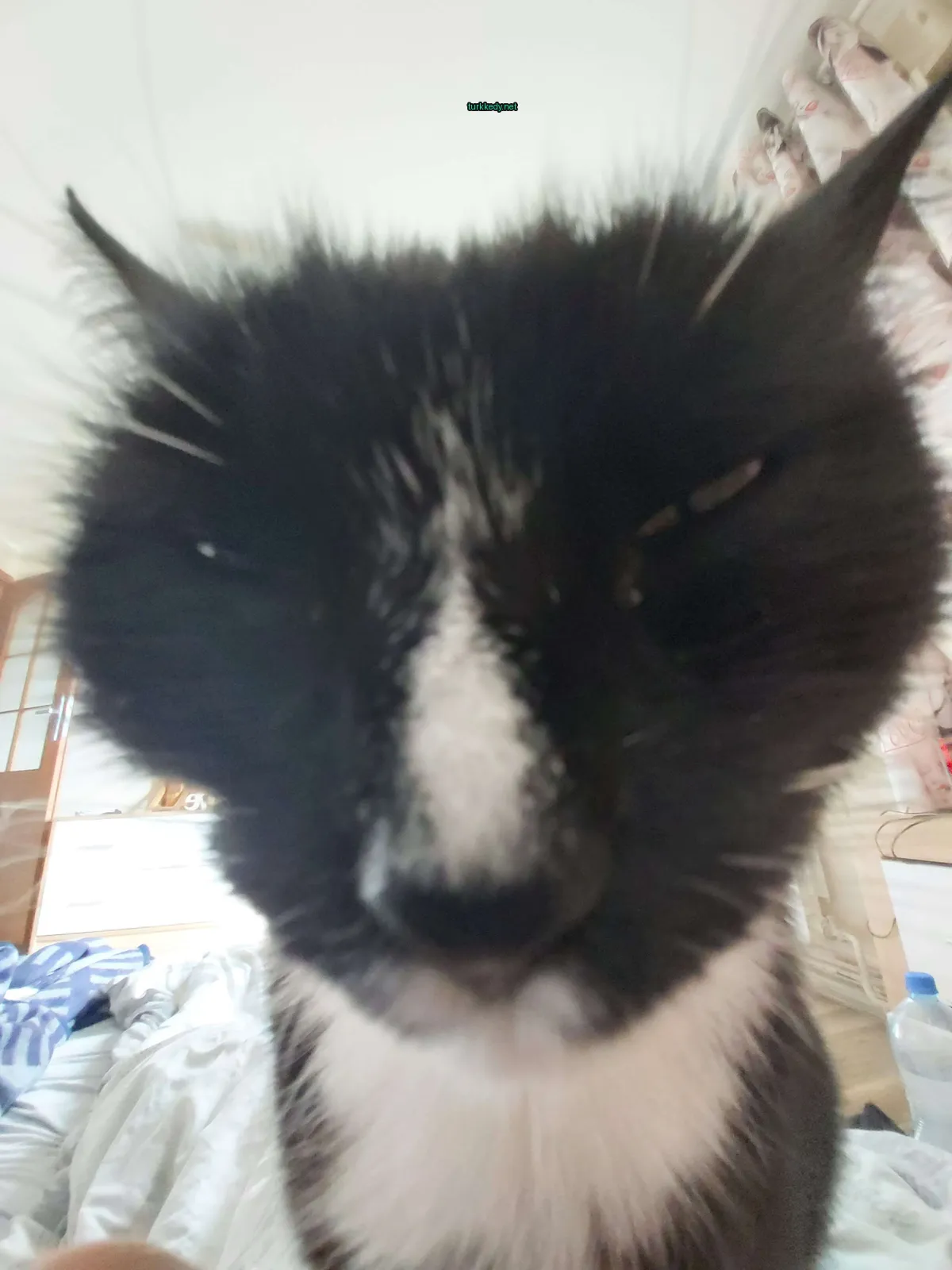Siyah bir kedi, beyaz burun ve kaşları ile kameraya bakıyor.