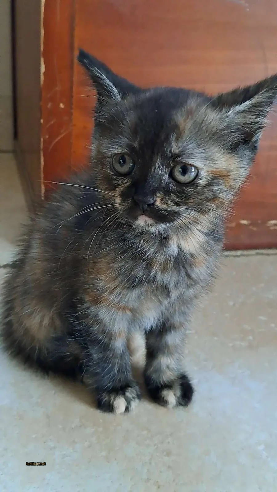 Karanlık renkli bir kedi zemine oturuyor.