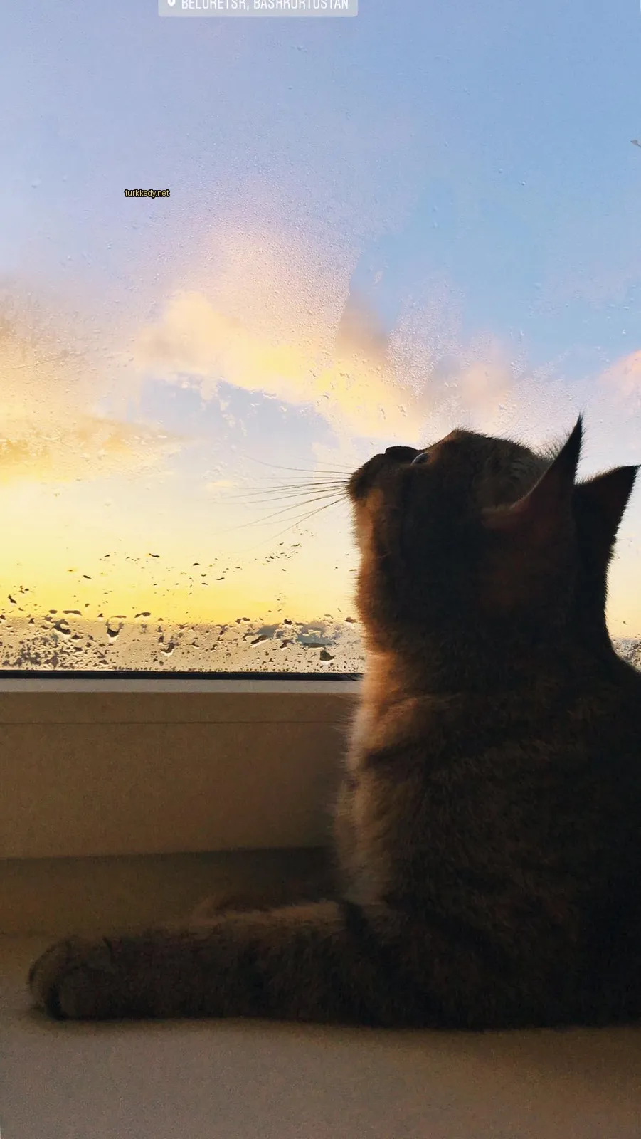 Kırmızı-beyaz bir püsküllü kedi pencere önünde oturuyor.