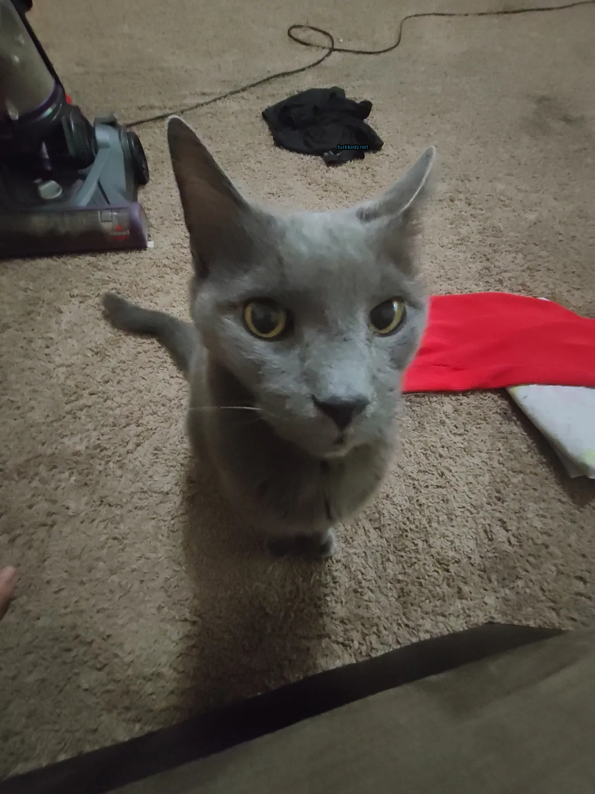 Gri bir kedi, siyah burun ve kaşları ile bir kumaş üzerinde duruyor.