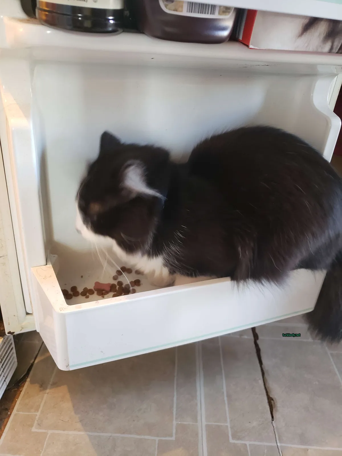 Siyah ve beyaz bir kedi beyaz bir kutuda oturuyor.