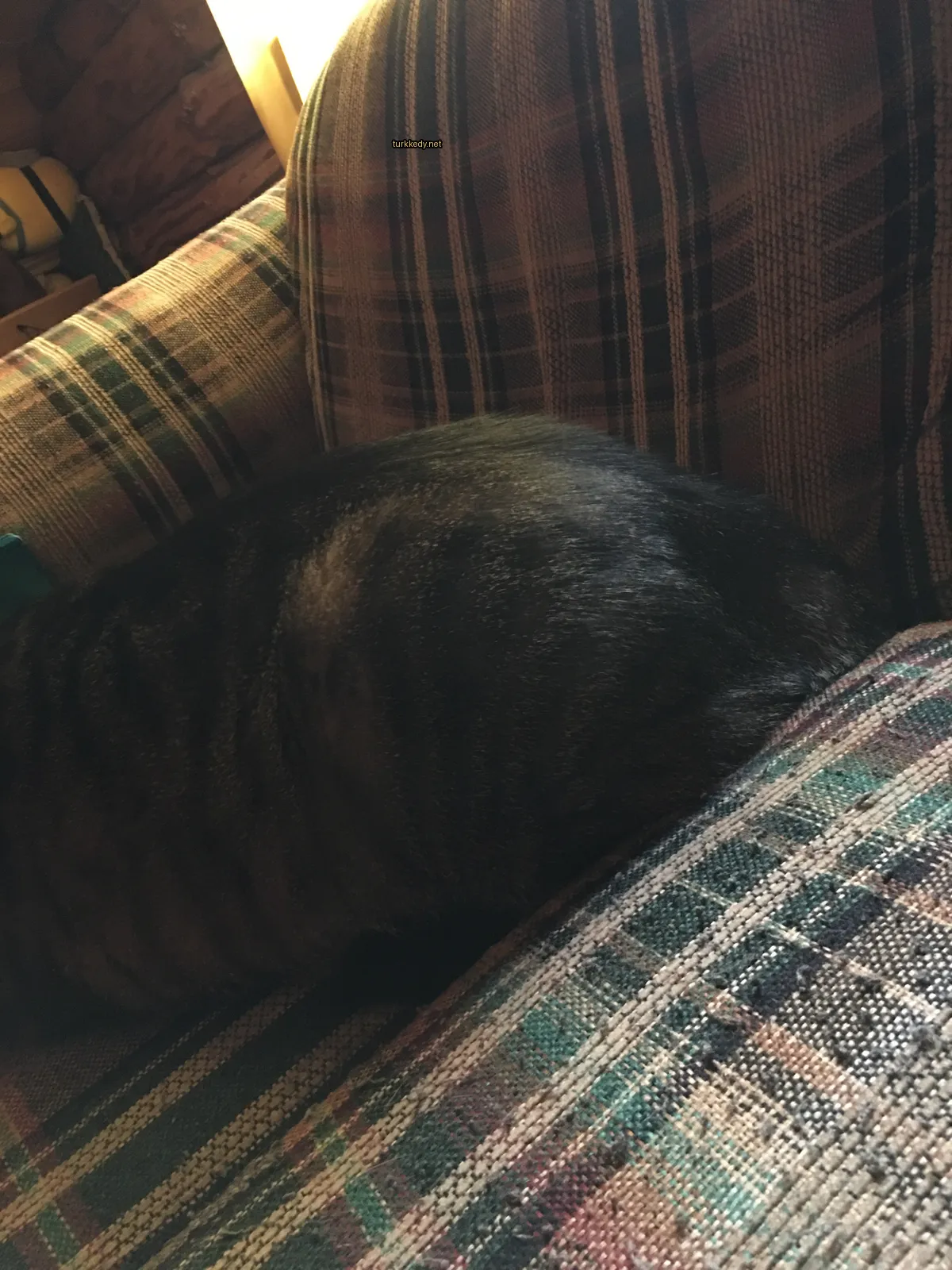 Siyah ve gri şeritli bir kedi, plaid bir sofa üzerinde yatıyor.