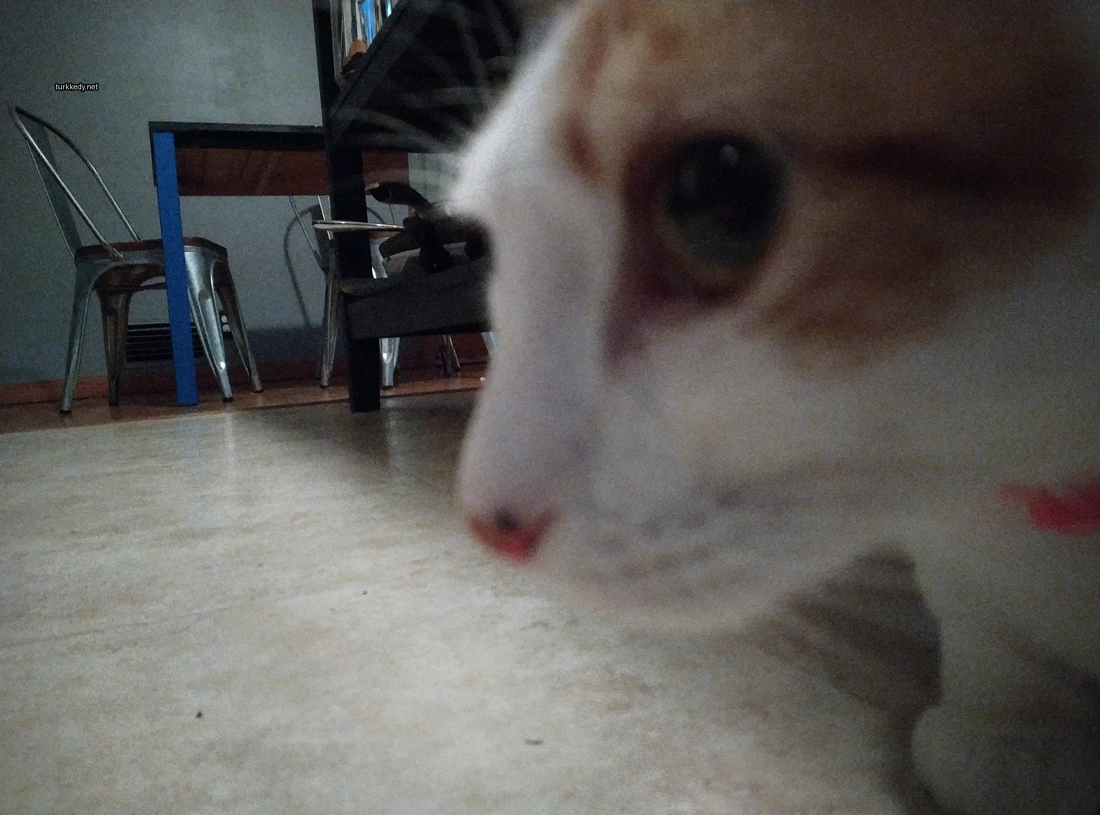 Beyaz ve turuncu bir kedi, pink bir burun ile kameralara bakıyor.