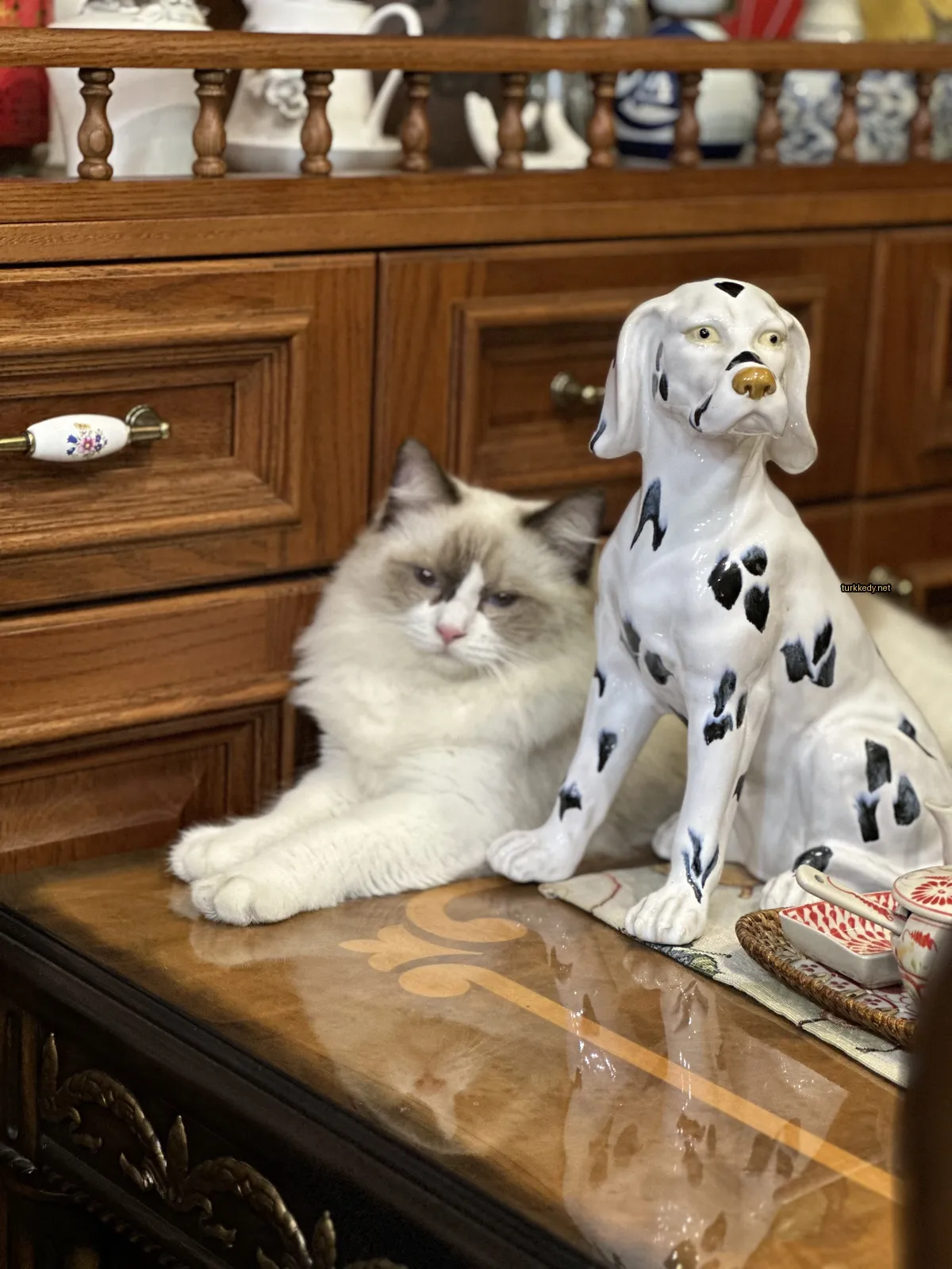Beyaz ve gri bir kedi bir masada oturuyor.