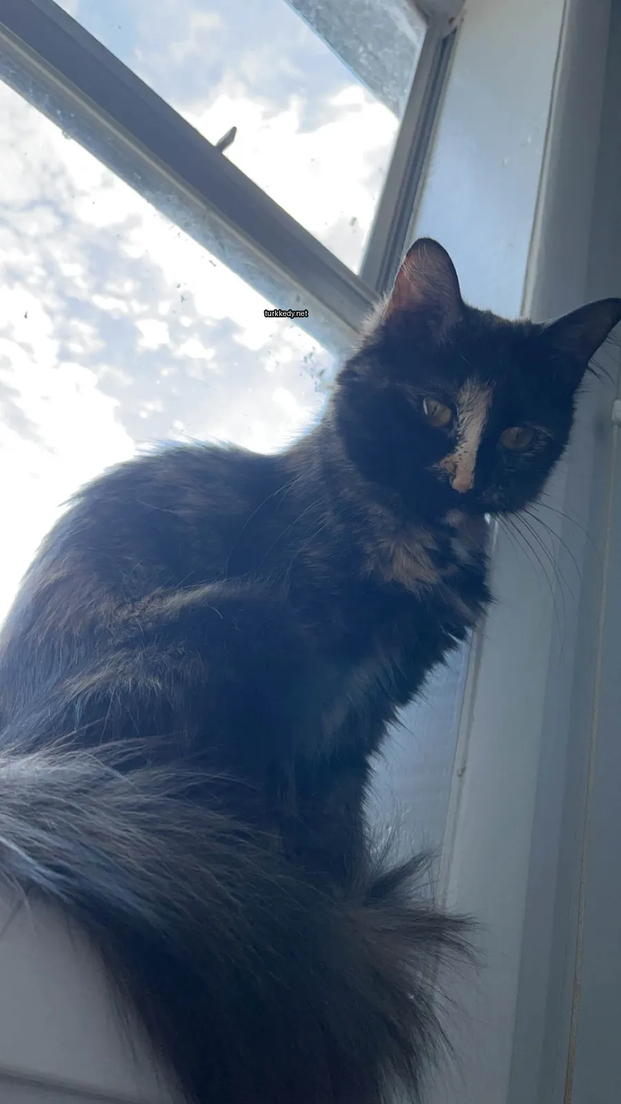 Siyah beyaz bir kedi pencere kenarında oturuyor.