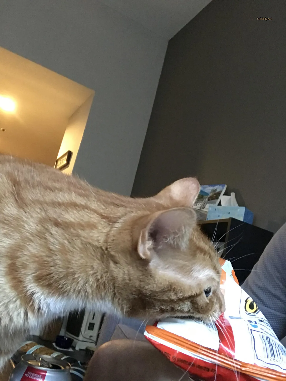 Kırmızı ve siyah desenli bir kedi, çip çip yiyor.