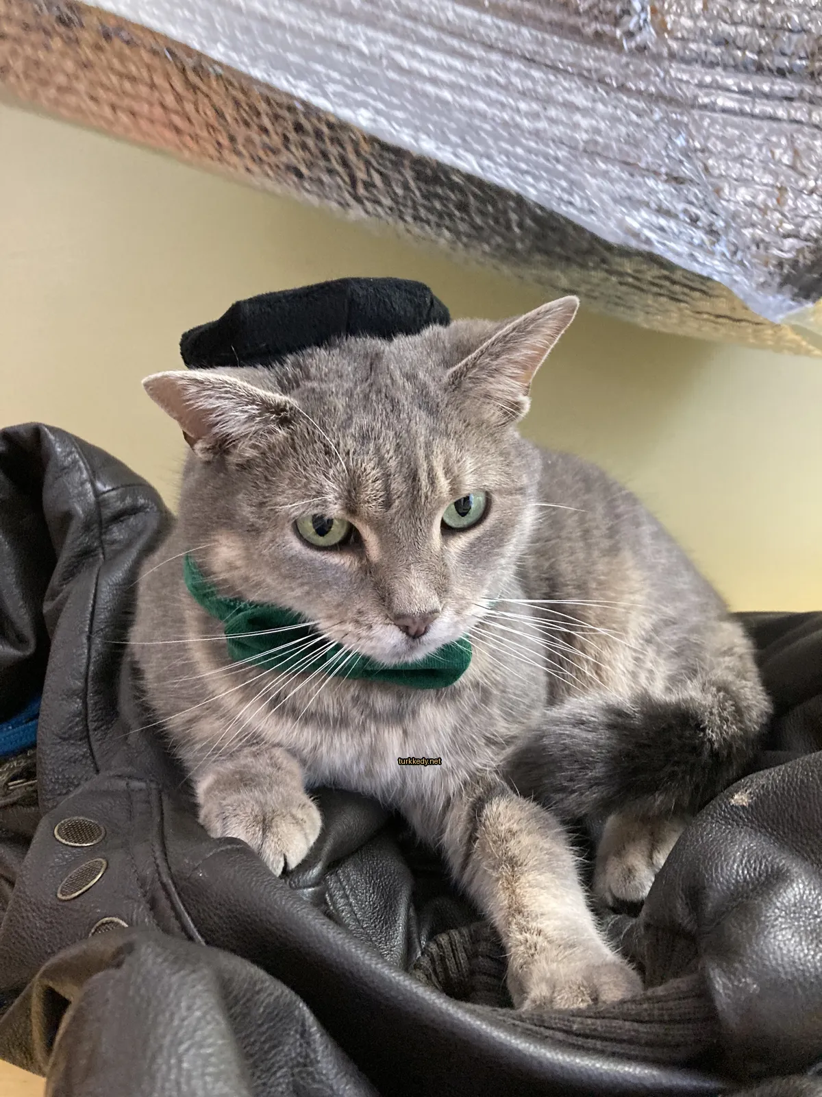 Gri ve beyaz bir kedi, siyah bir şapka ve yeşim bir bandana giyerek deri bir ceket üzerinde oturuyor.