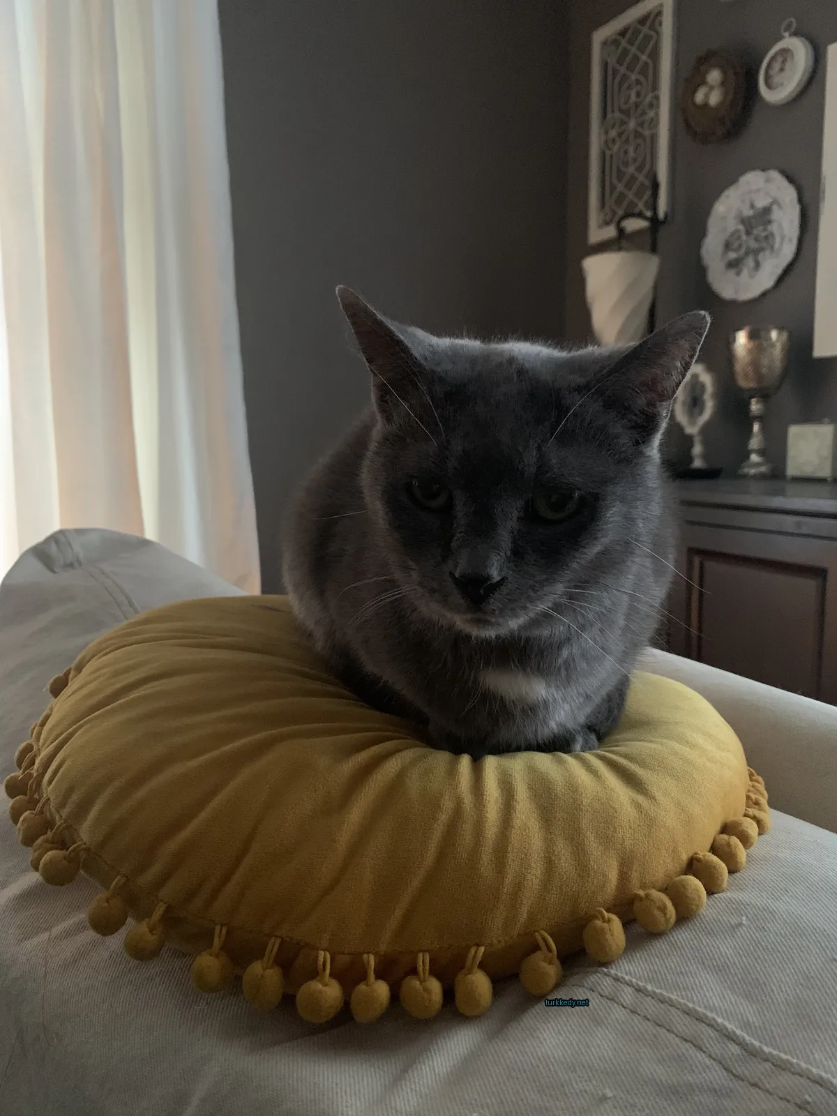 Beyaz bir kedi sarı bir minderin üzerinde oturuyor.
