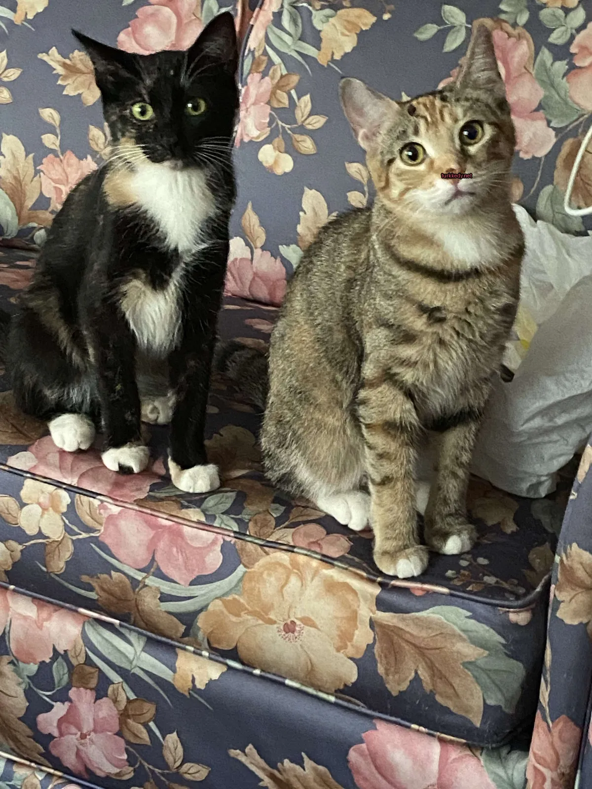 Siyah beyaz bir kedi, bir florallı sofa üzerinde, kahverengi ve beyaz bir kedi yanındadır.