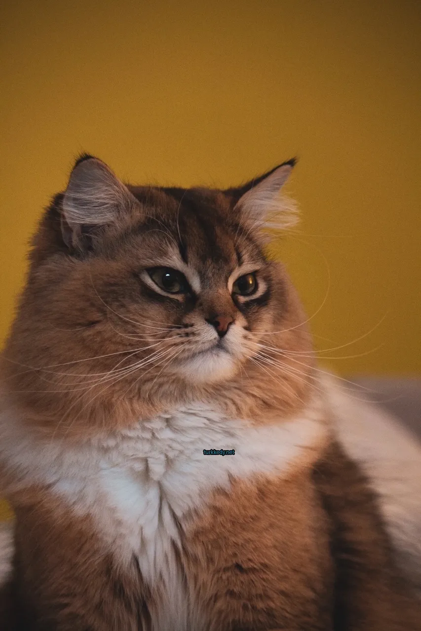 Kara ve beyaz bir kedi, uzun bir tüylü kuyruğu olan bir koltukta oturuyor.