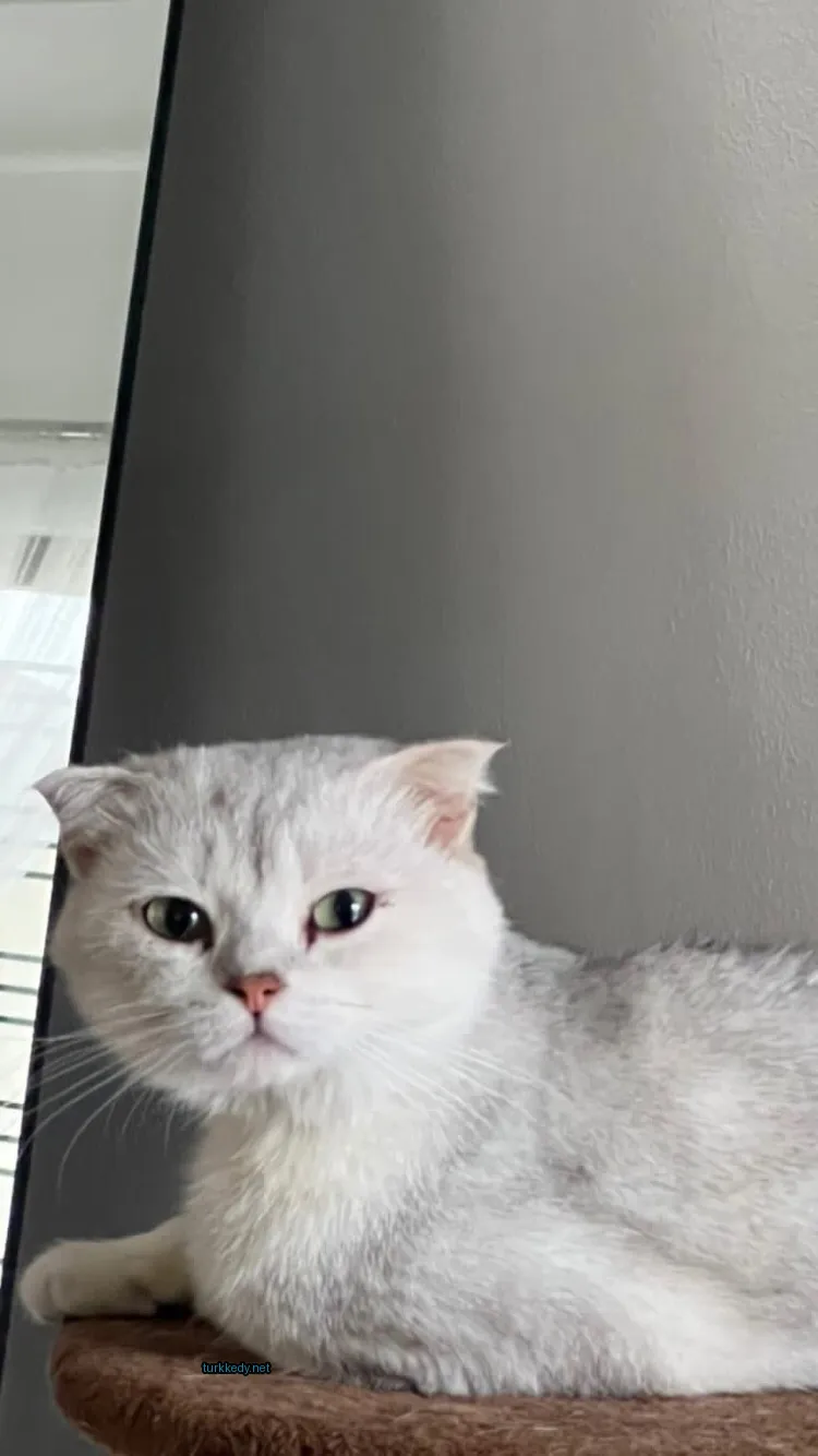 Beyaz bir kedi, pink bir burun ile bir duvar üzerinde oturuyor.