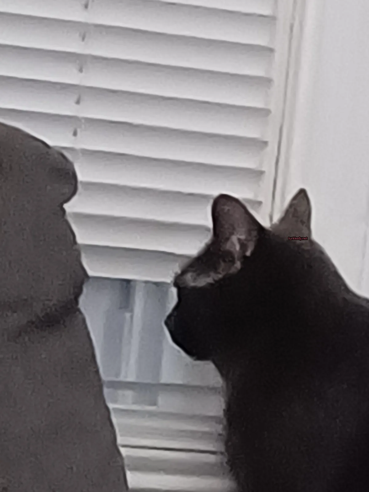 Siyah bir kedi, beyaz yüzü ve kulakları ile pencerede oturuyor.