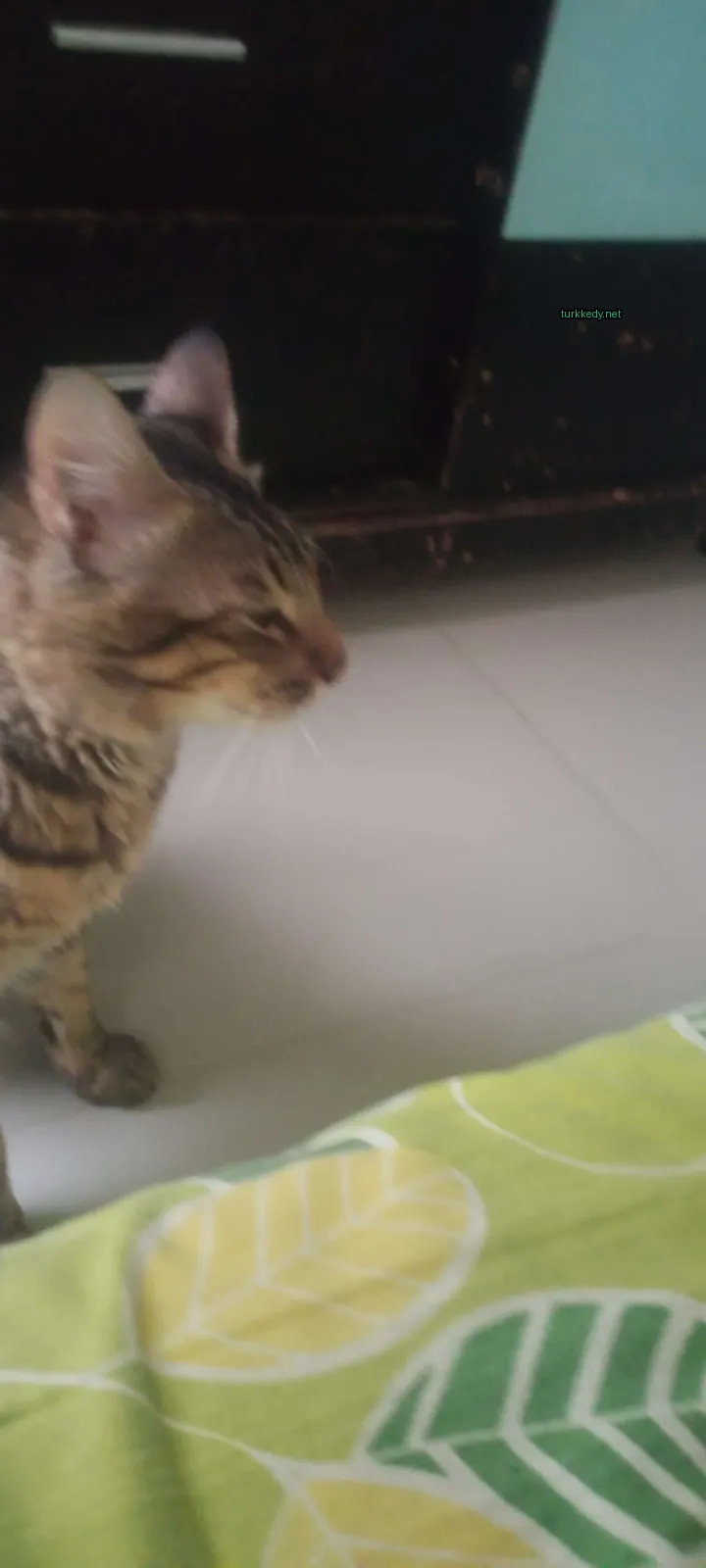 Koyu kahverengi ve siyah bir kedi, beyaz mermer zemin üzerinde dikiliyor.