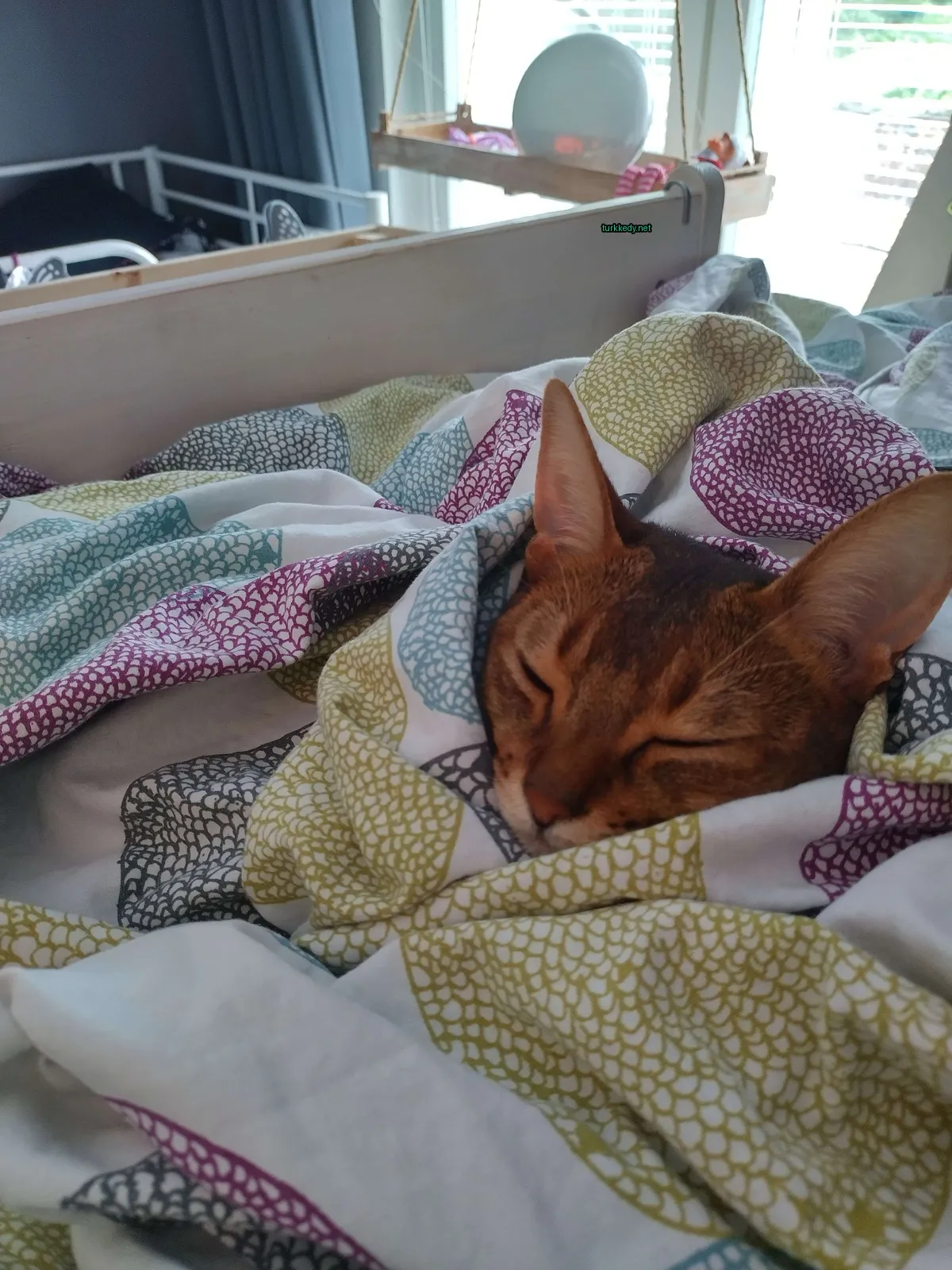 Koyu ve beyaz bir kedi, patternli bir kürküne sahip, bir yatakta uyurken sarılı kalmış.