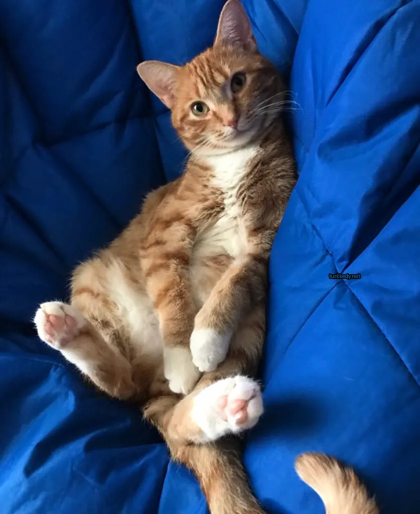 Kara ve beyaz bir kedi mavi bir sandalyede yatıyor.