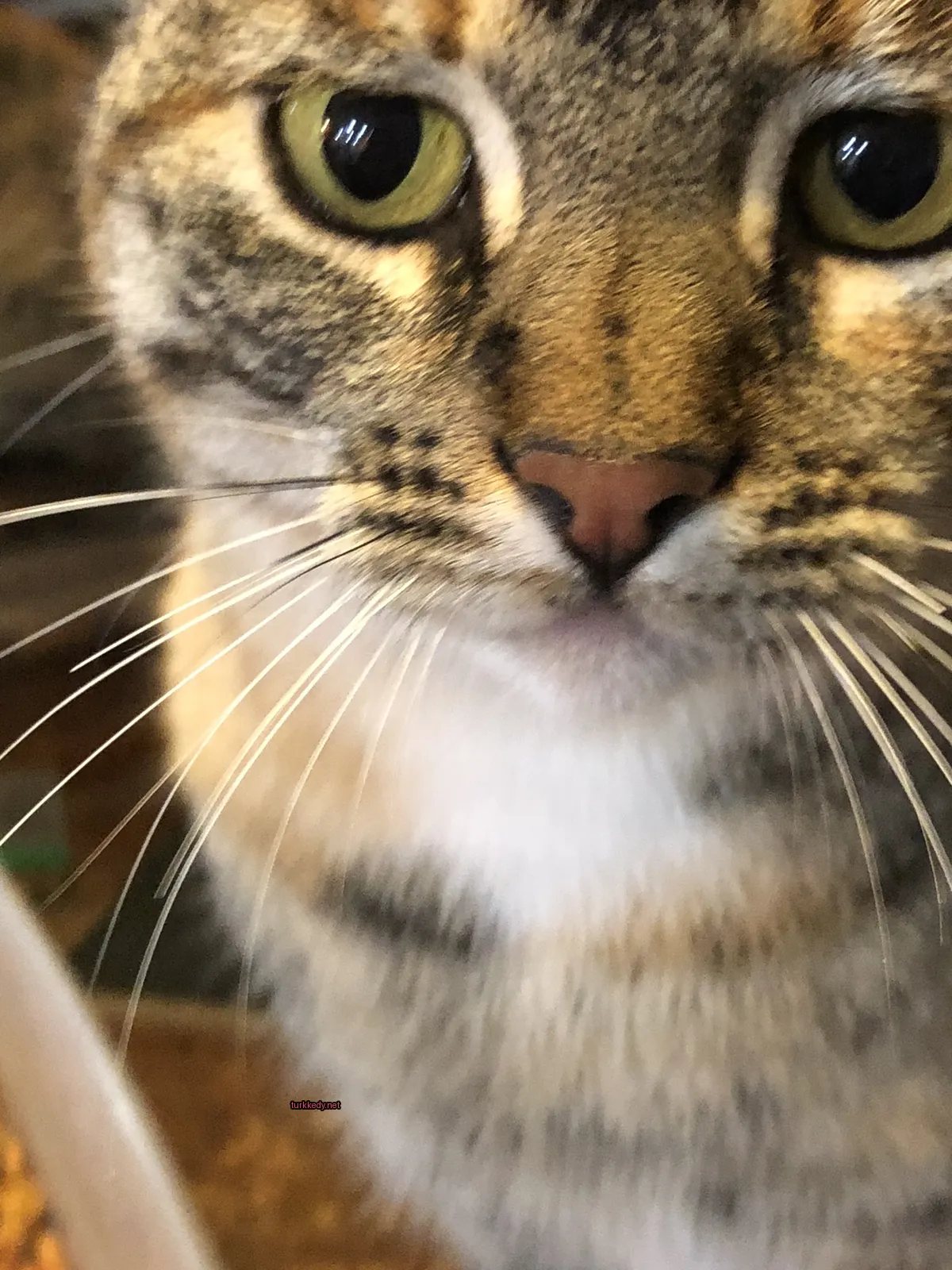 Kırmızı ve beyaz damalı bir patternli bir kedi beyaz çeneli olarak kameraya bakıyor.