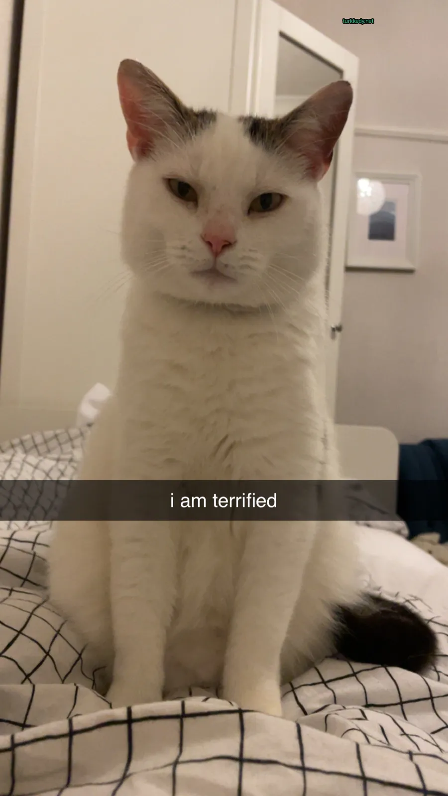 Beyaz bir kedi, siyah bir kuyruğu olan yatağın üzerinde oturuyor.