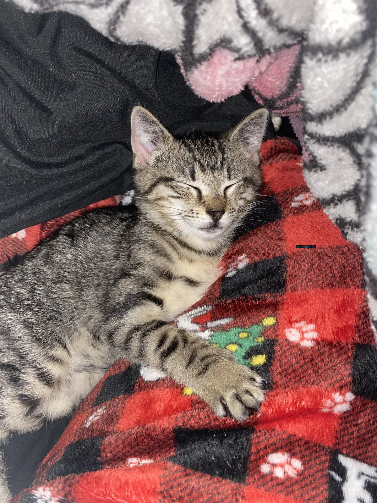 Gri ve beyaz bir kedi kırmızı ve siyah kareli bir çarşaf üzerinde yatıyor.