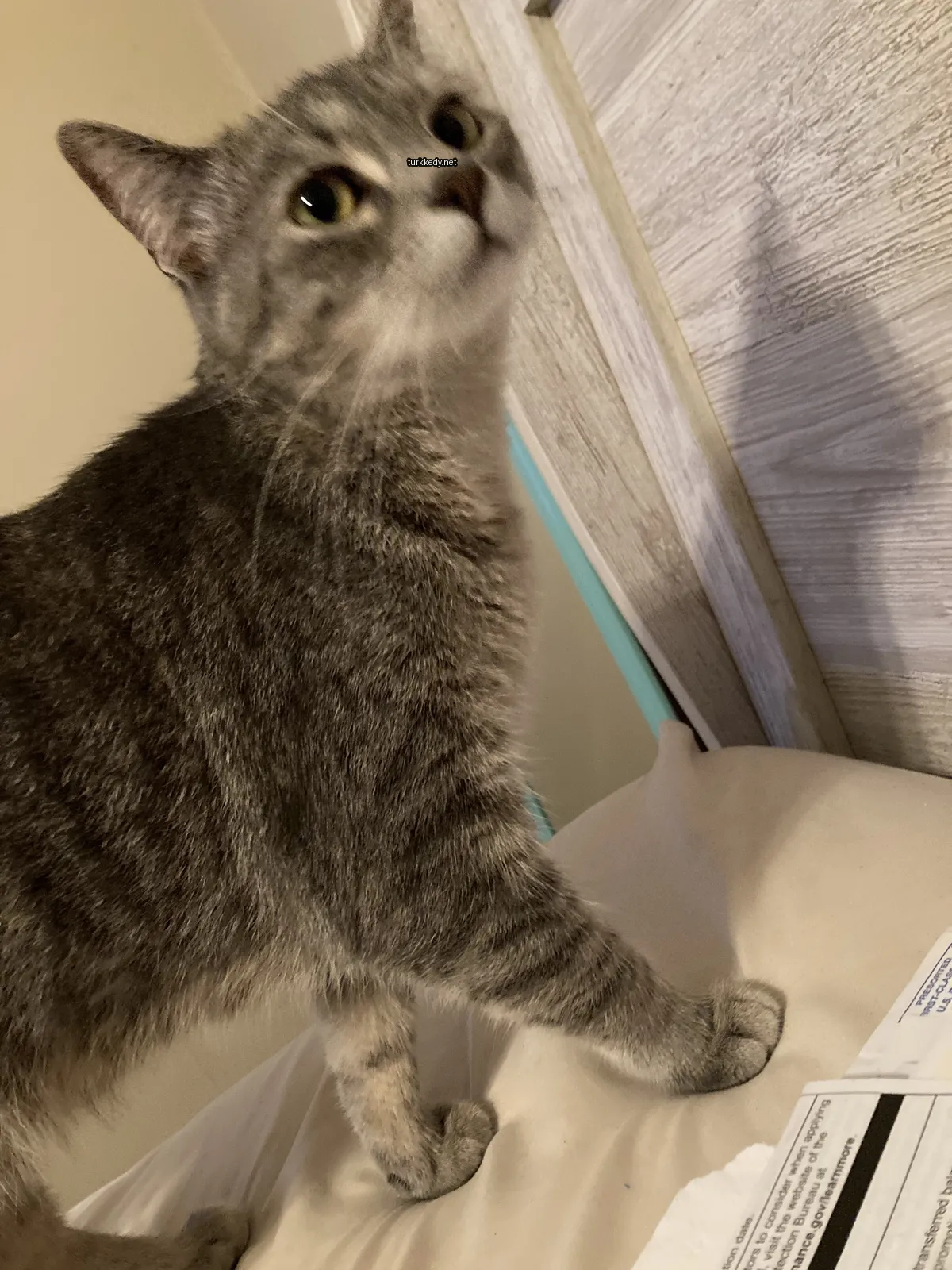 Bir gri ve beyaz kedi yatakta duruyor.