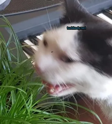 Siyah ve beyaz bir kedi mavi bir burunla ot yer.