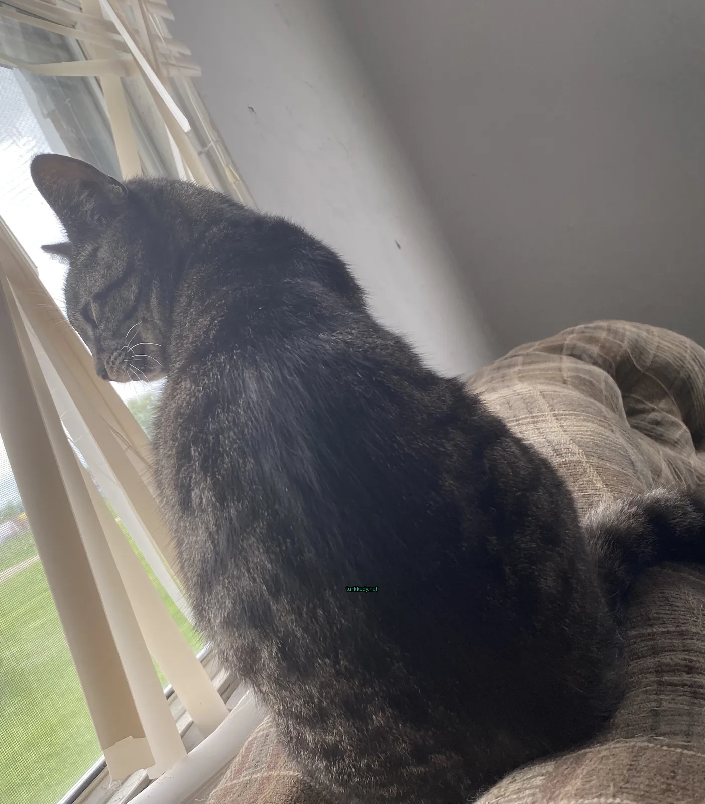Siyah ve gri bir kedi bir sofa üzerinde oturuyor.