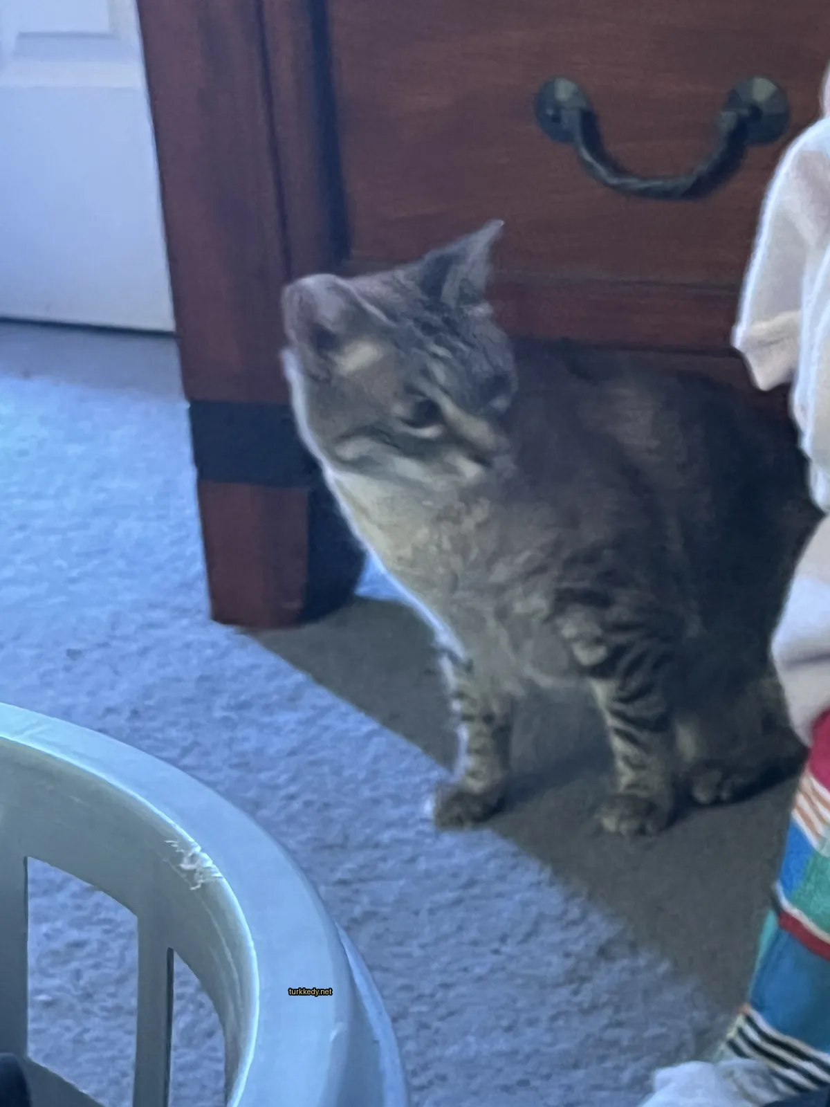 Gri ve beyaz bir kedi zemine oturuyor.