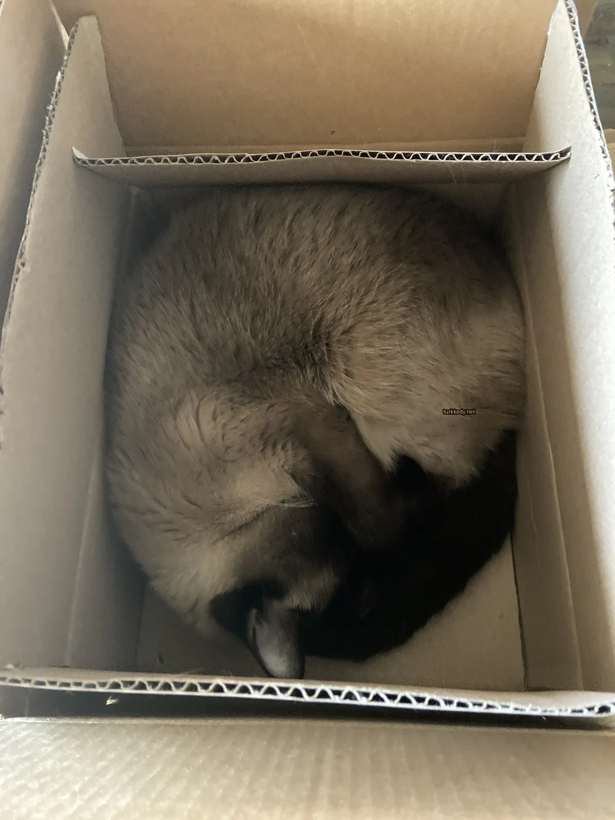 Bir Siyam kedi karton kutuya sarılı.