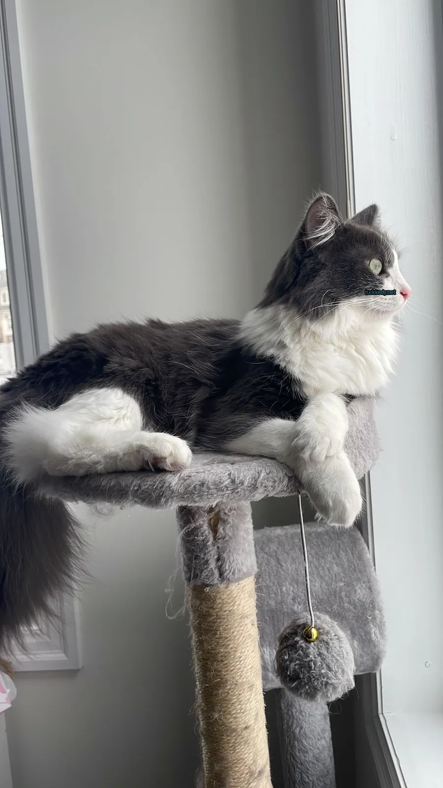 Siyah beyaz bir kedi pencereden karşıda duran bir kedi kulesinde oturuyor.