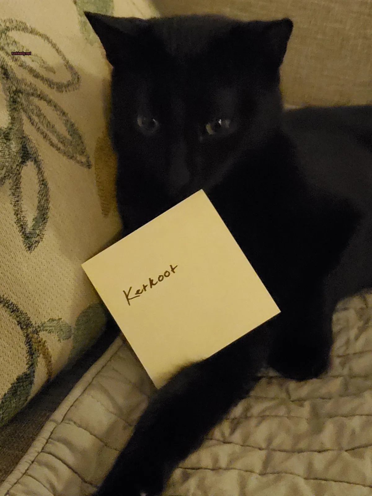 Siyah bir kedi, beyaz desenli bir beyaz kumaştan yapılmış bir koltukta oturuyor ve "keroot" yazan sarı bir nota tutuyor.
