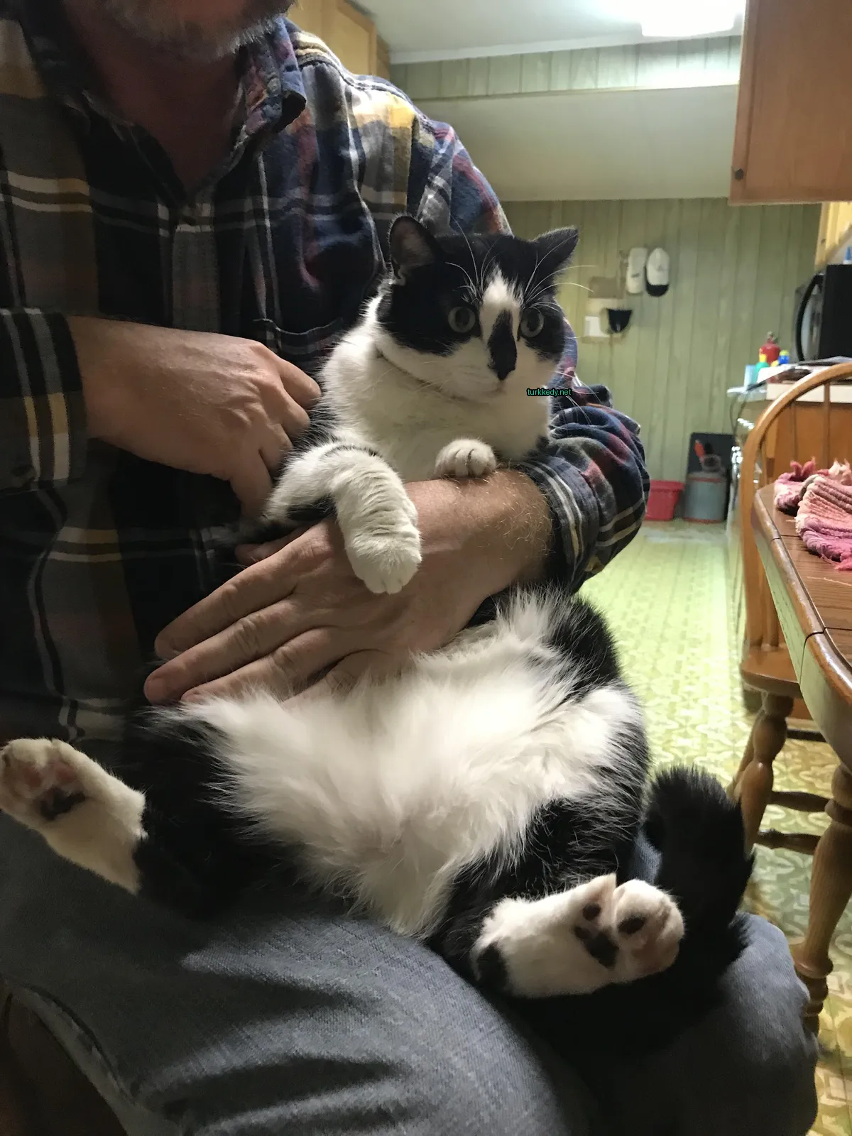Siyah beyaz bir kedi bir erkeğin kollarında oturuyor.