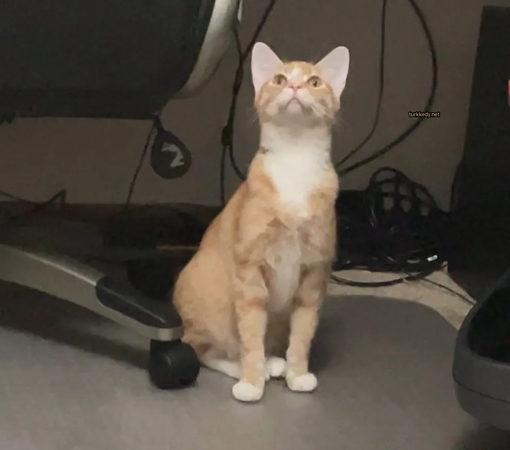 Küçük bir siyah ve beyaz kedi bir sandalyede oturuyor.