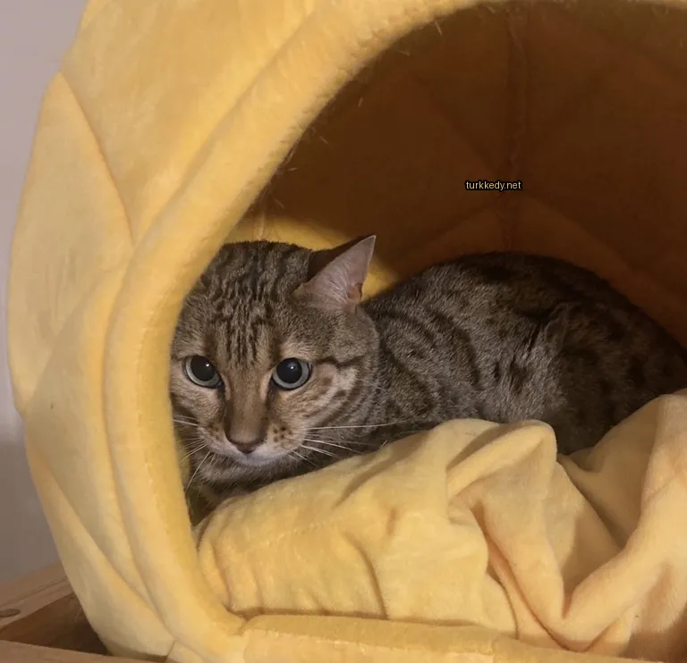 Sarı kedi karyolasında bir çizikli kedi yatıyor.