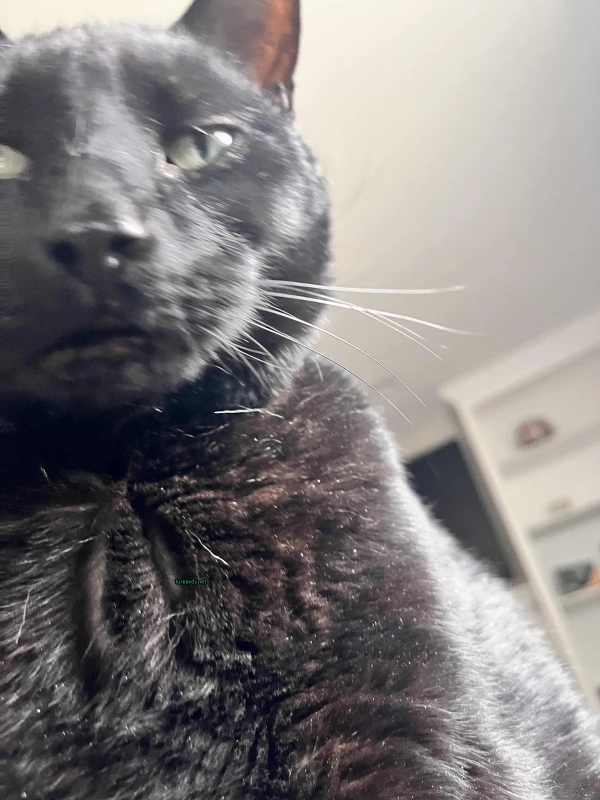 Siyah bir kedi beyaz bir çene ve kaşlarla bir odada oturuyor.