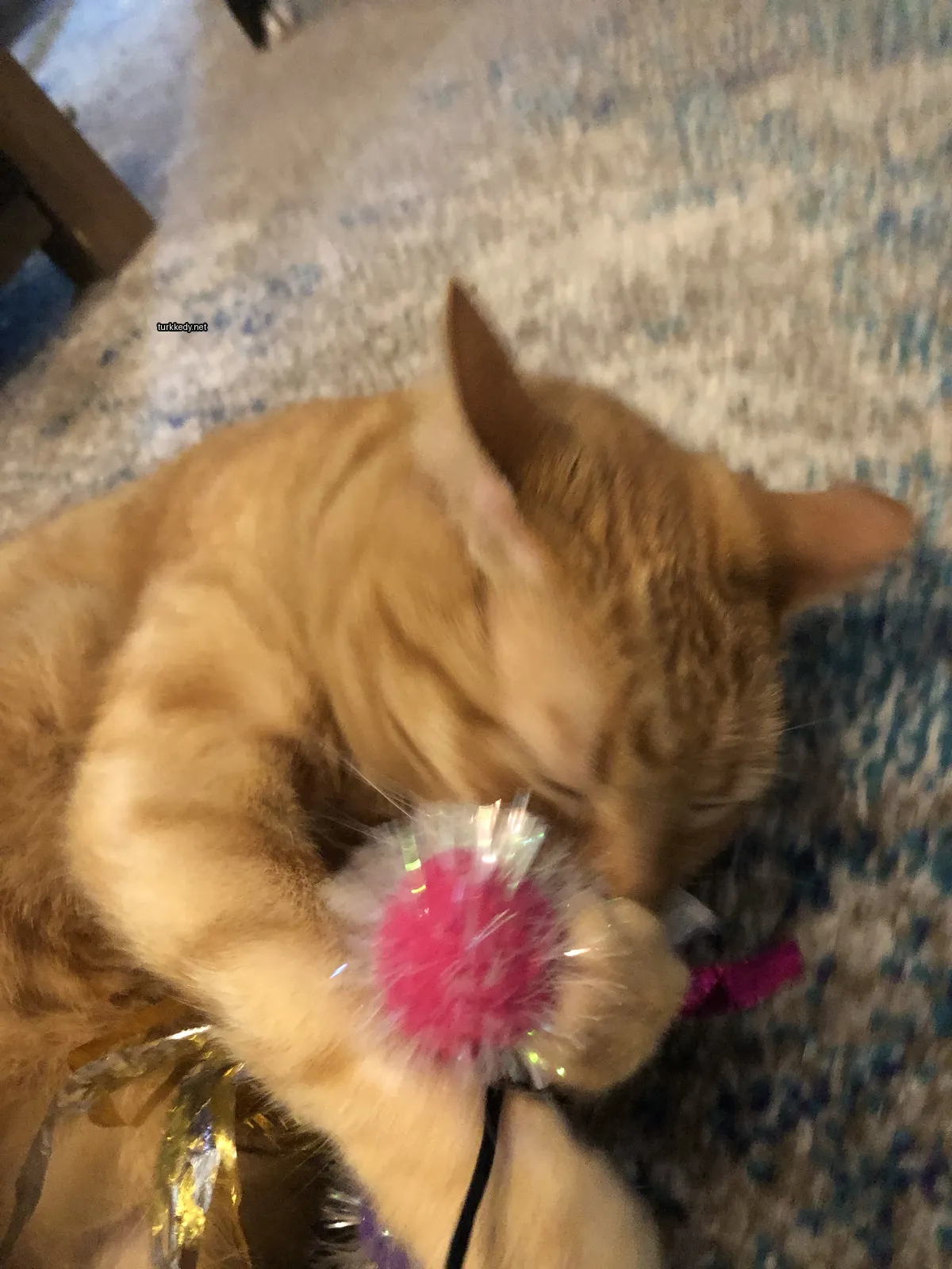 Kahverengi ve beyaz bir kedi bir palyaço halı üzerinde yatarken pembe oyuncakla oynuyor.