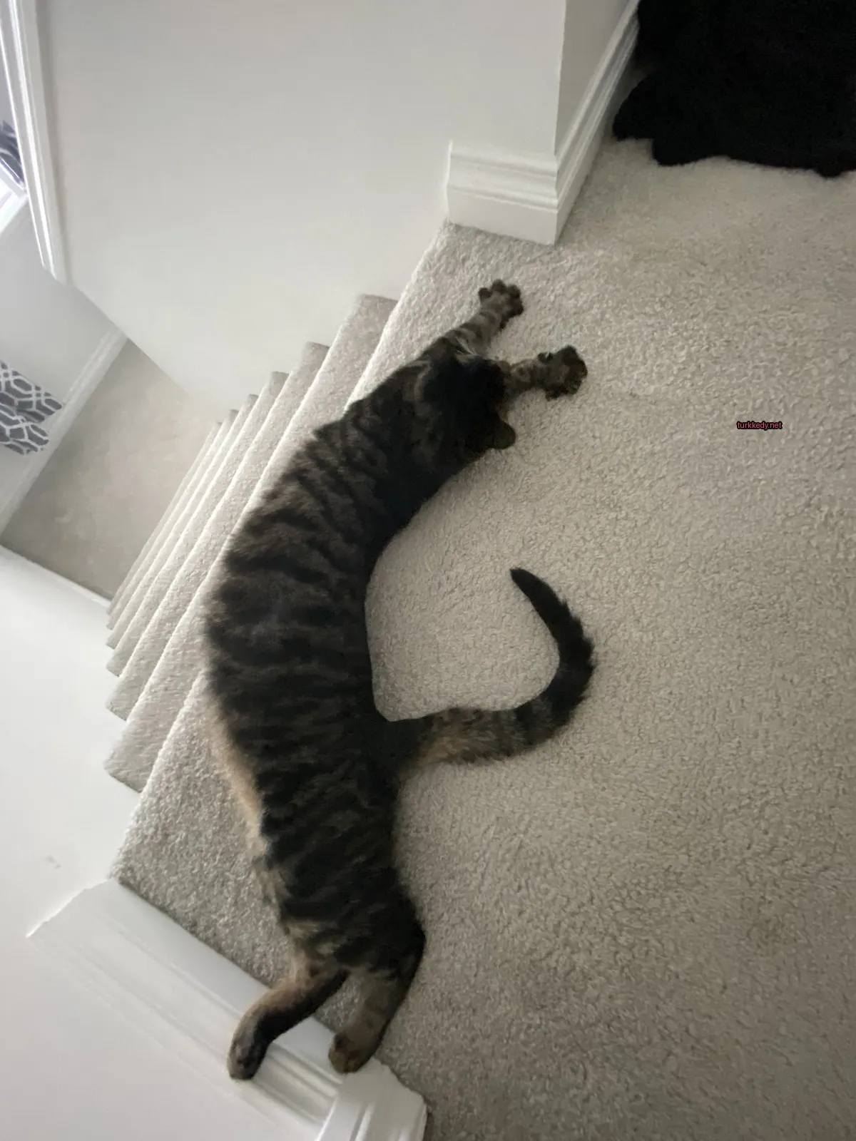 Siyah ve kahverengi şeritli bir kedi bir halı kaplı merdivenlerde yatıyor.