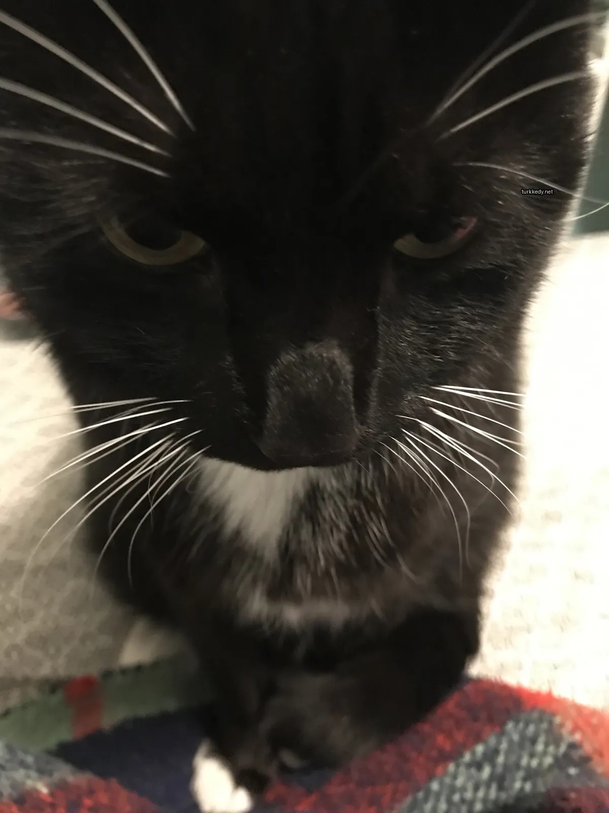 Siyah ve beyaz bir kedi, beyaz bir şeritli yüzü ve göğsü ile bir minderin üzerinde oturuyor.