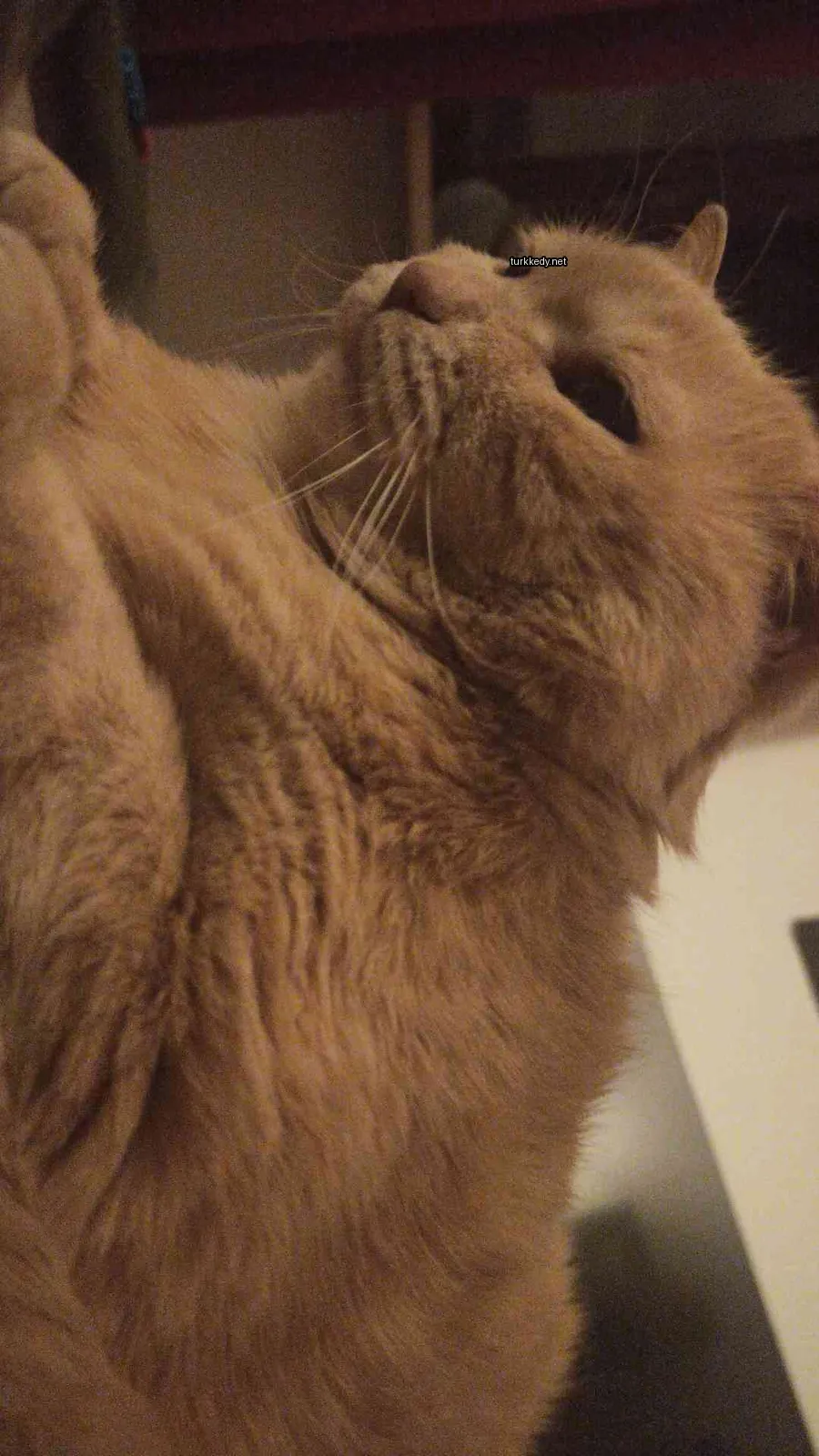 Kırmızı-beyaz bir kedi, püsküllü kürküyle masa üzerinde oturuyor.
