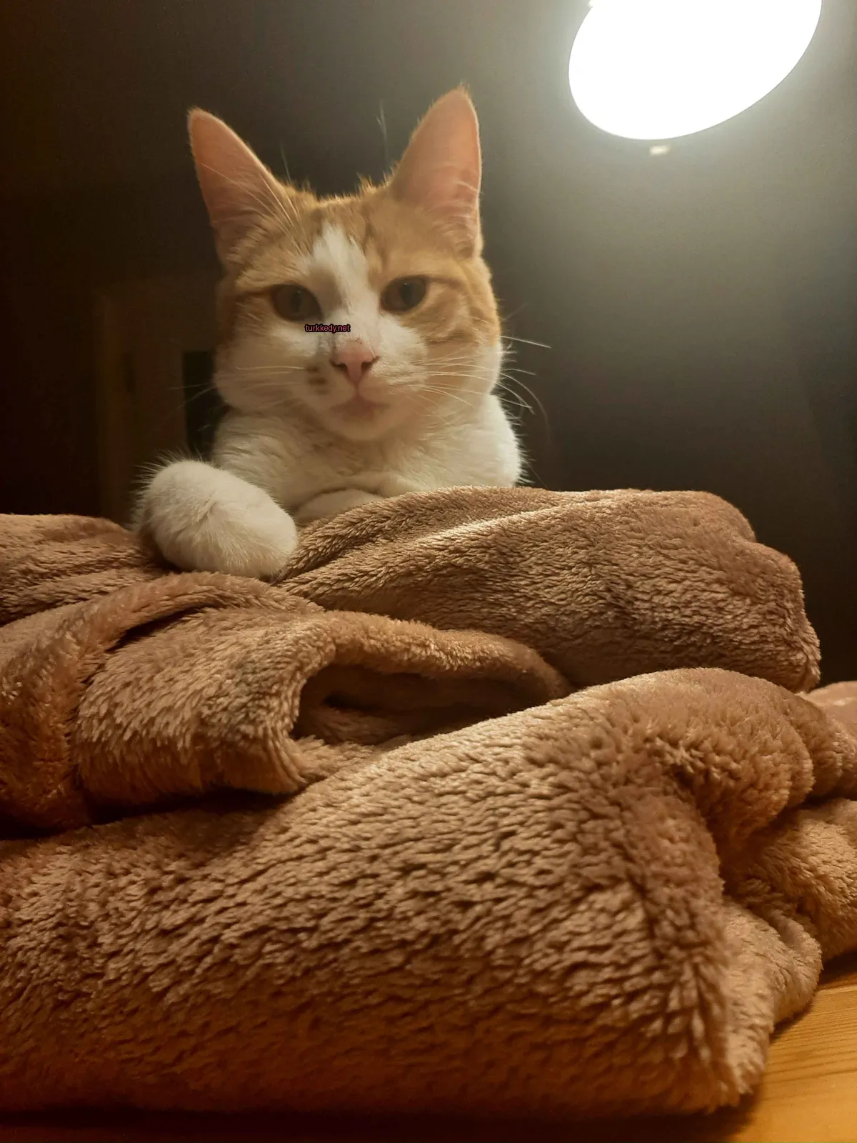 Bir beyaz tüylü kedi, bir bez üzerinde oturuyor ve pembe bir burnu var.
