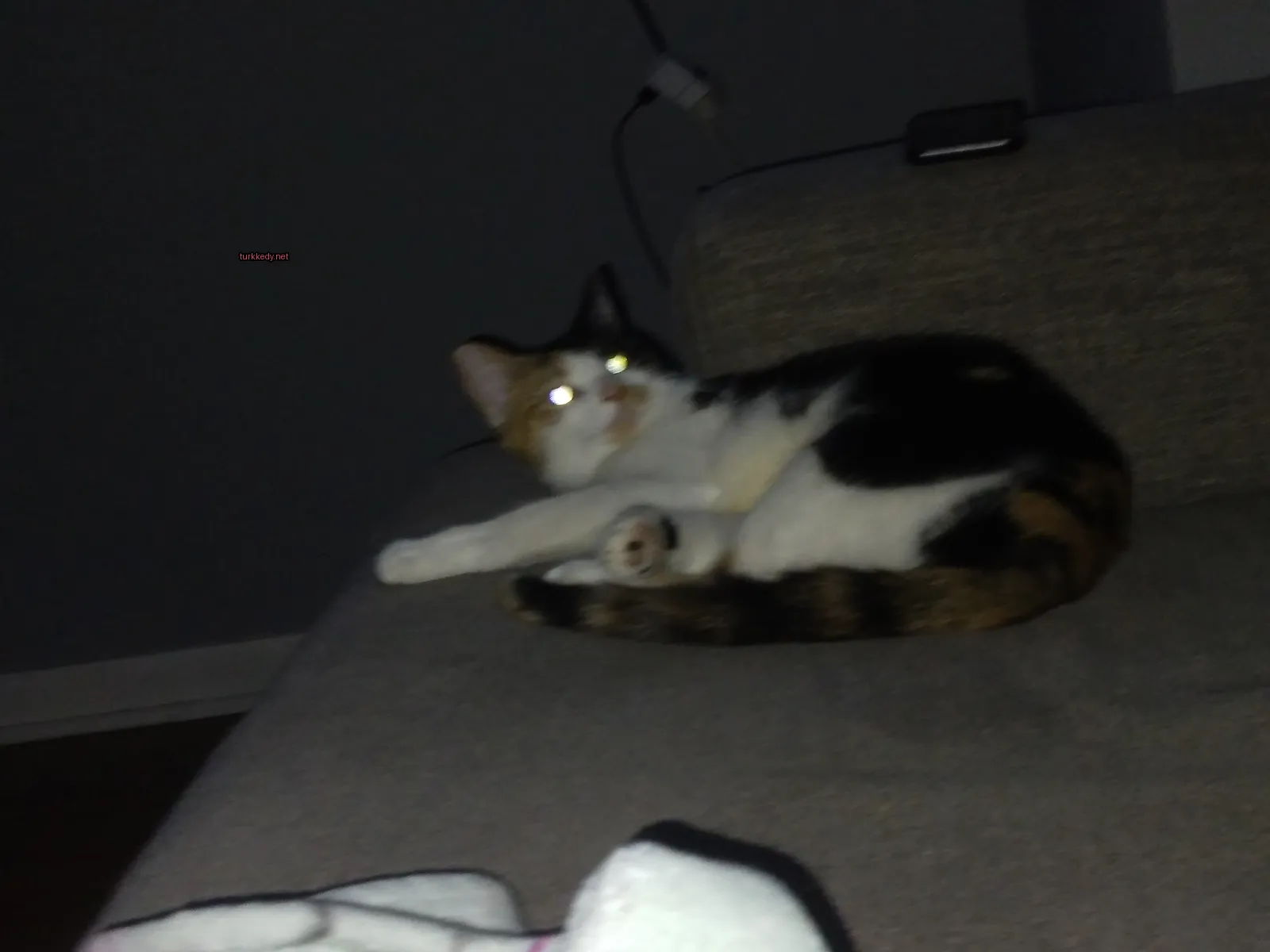 Beyaz ve siyah bir püskürtü olan bir kedi bir sofa üzerinde yatıyor.