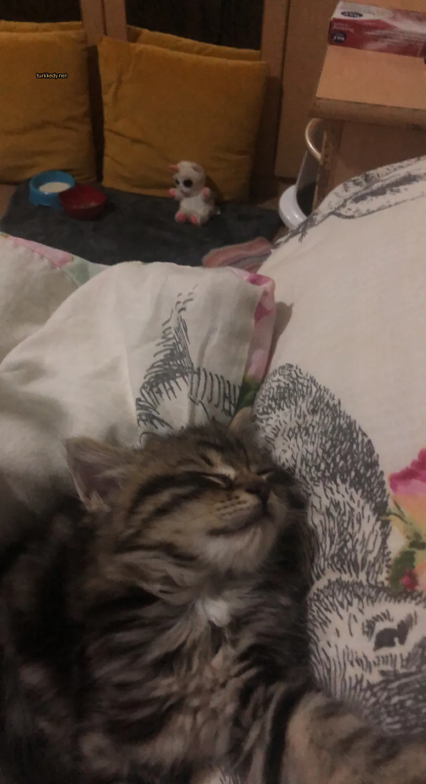 Bir çöpçatan bir kedi yatağında uyuyor.
