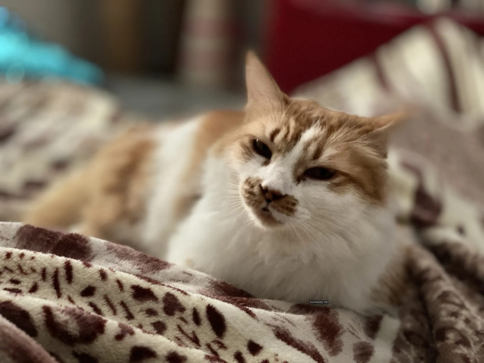 Beyaz ve kahverengi bir kedi, beyaz yüzü ve kahverengi kulakları ile bir minderin üzerinde yatıyor.