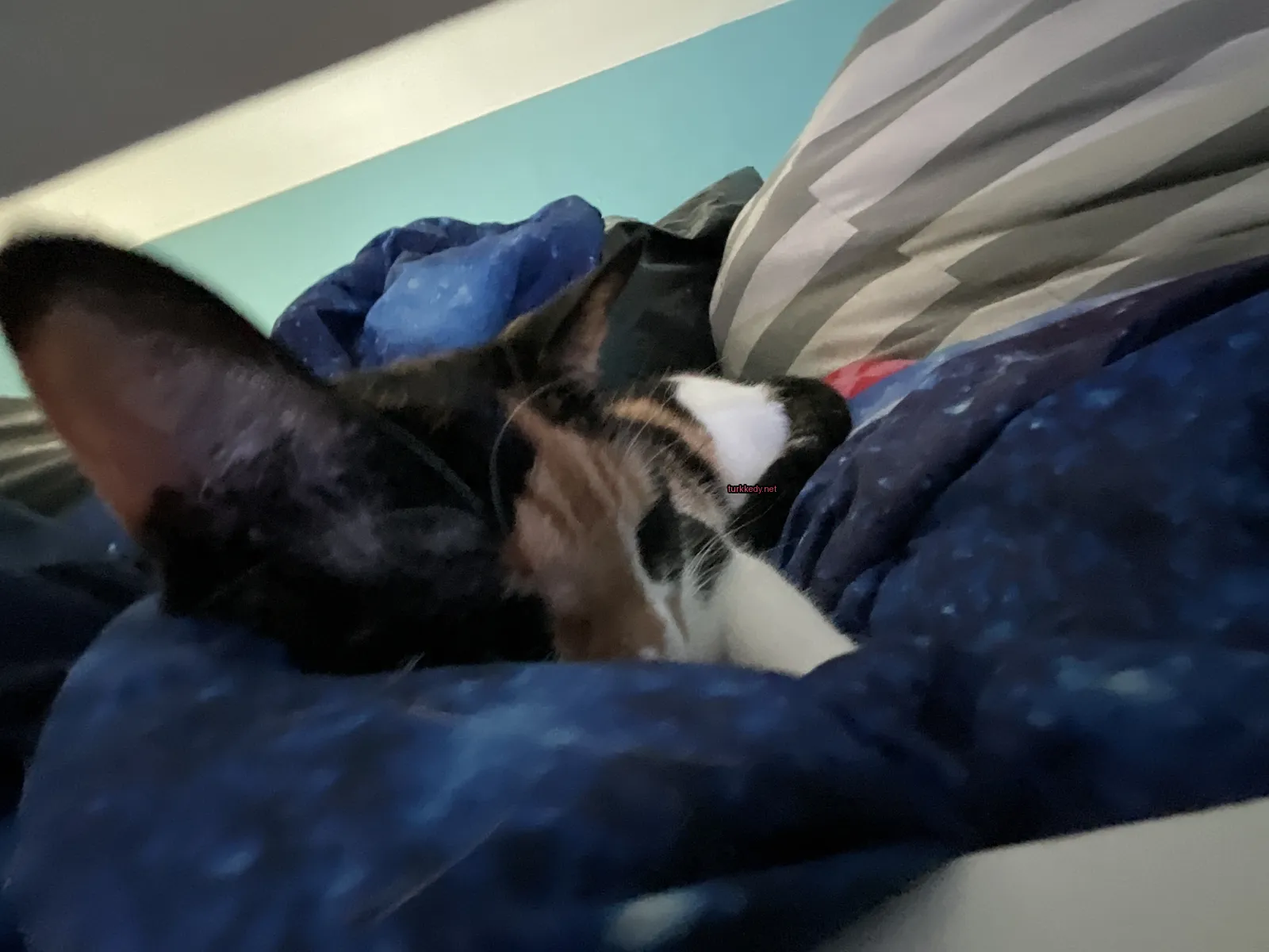 Siyah ve beyaz desenli bir kedi yatakta yatıyor.