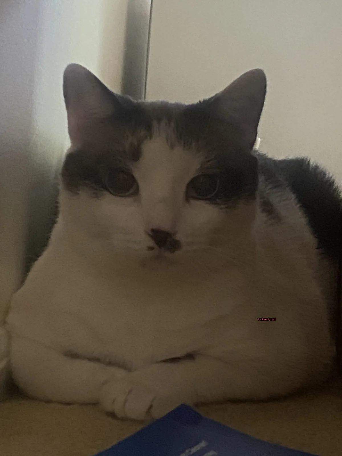 Beyaz ve kahverengi desenli bir kedi beyaz bir yüzey üzerinde yatıyor.