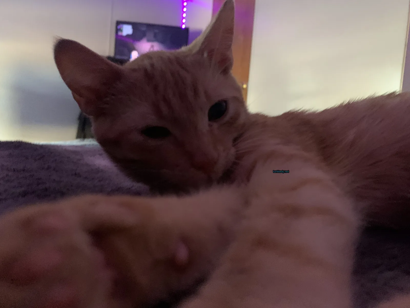 Sarı ve beyaz bir kedi yatakta yatıyor.